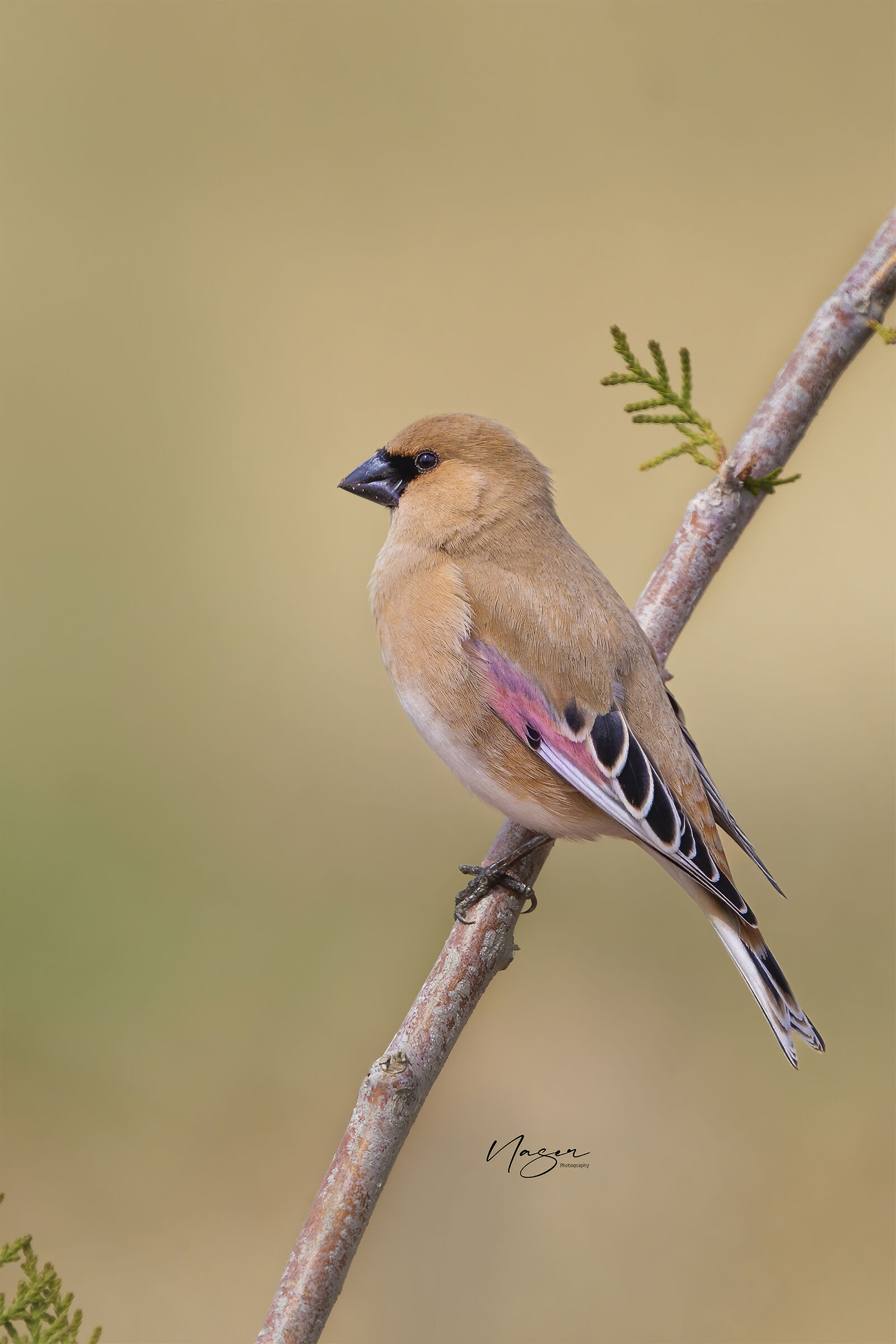 Desert finch