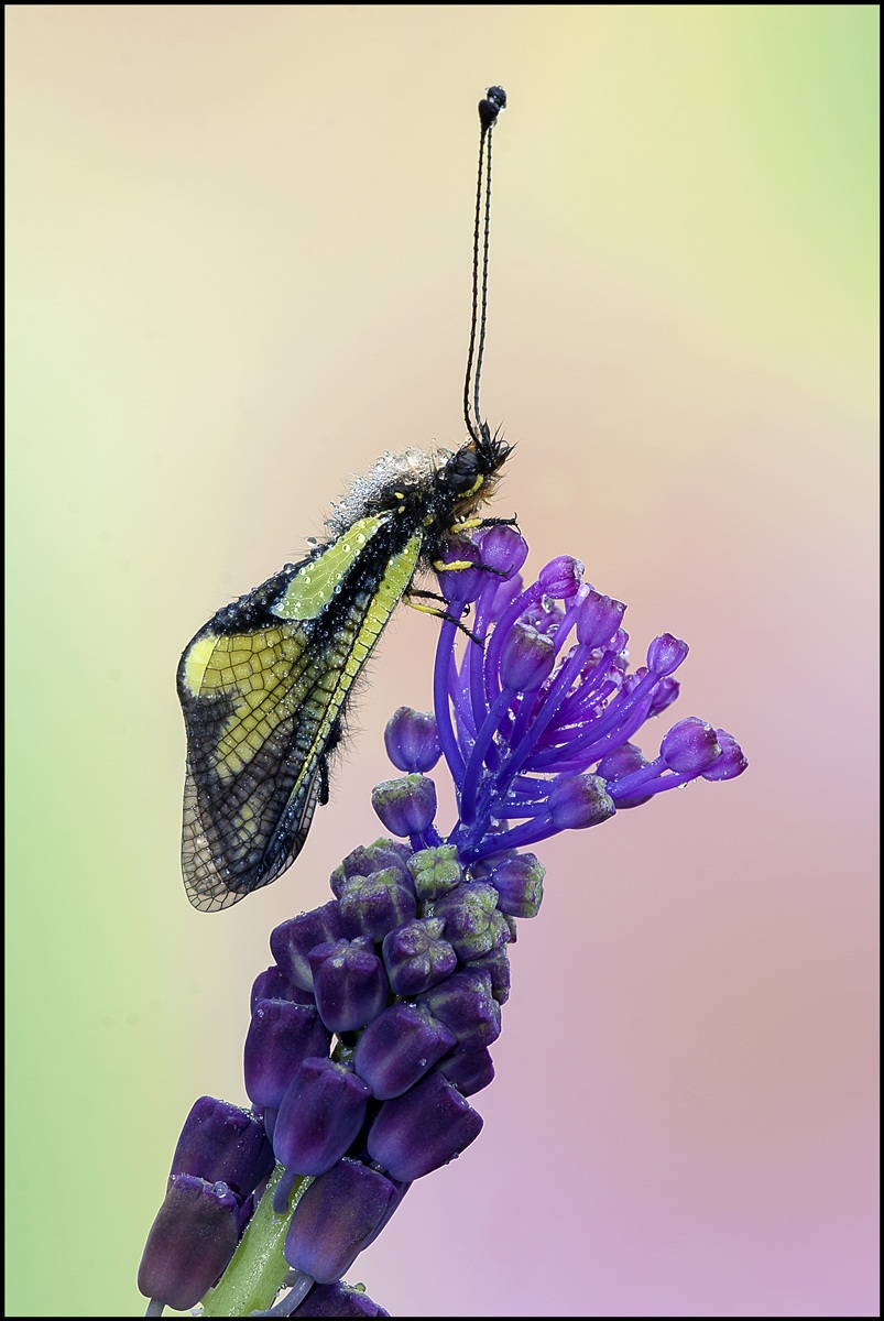 Libelluloides Coccajus