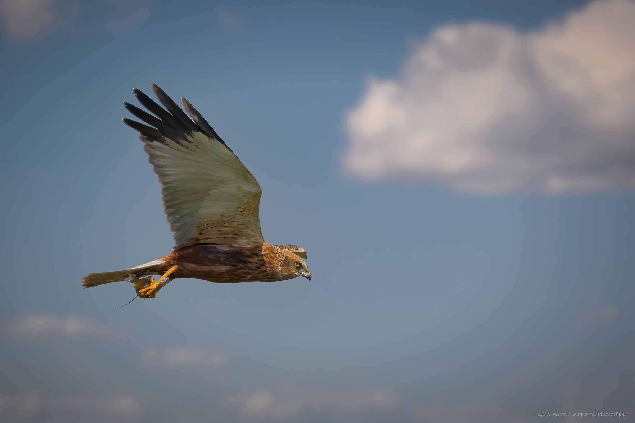 Falco di palude "pescatore"