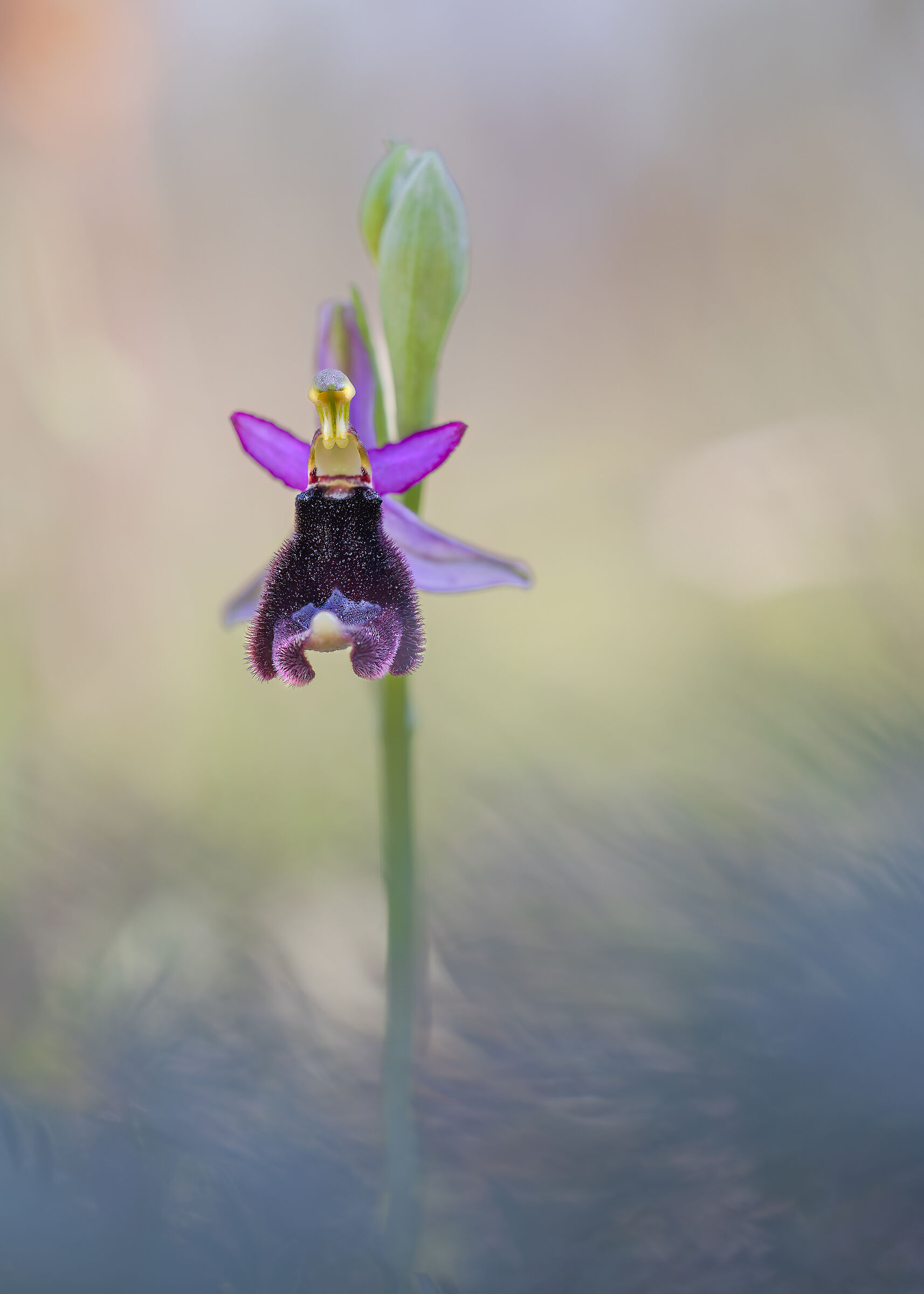 Ophrys