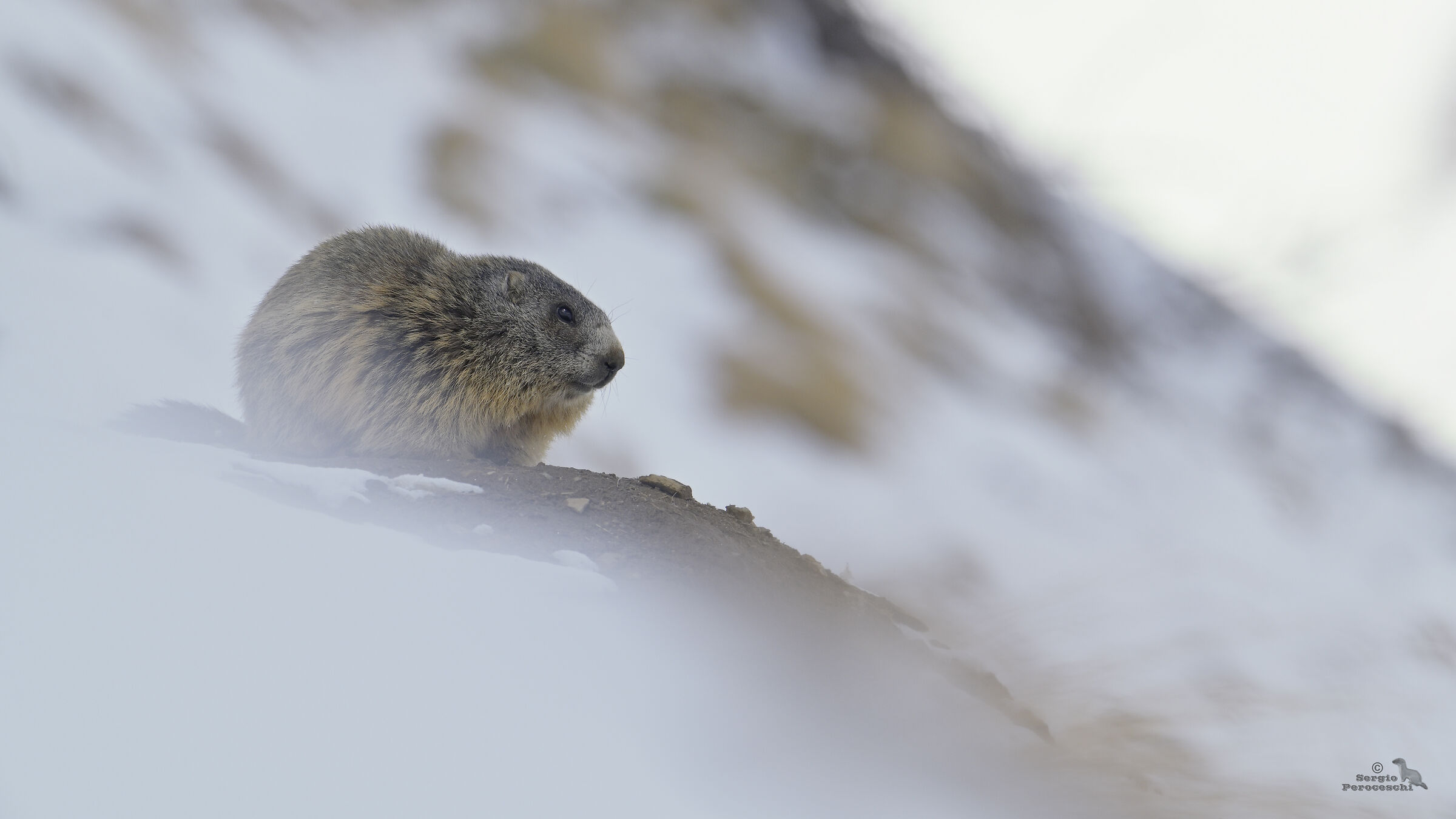 Marmot after snowfall