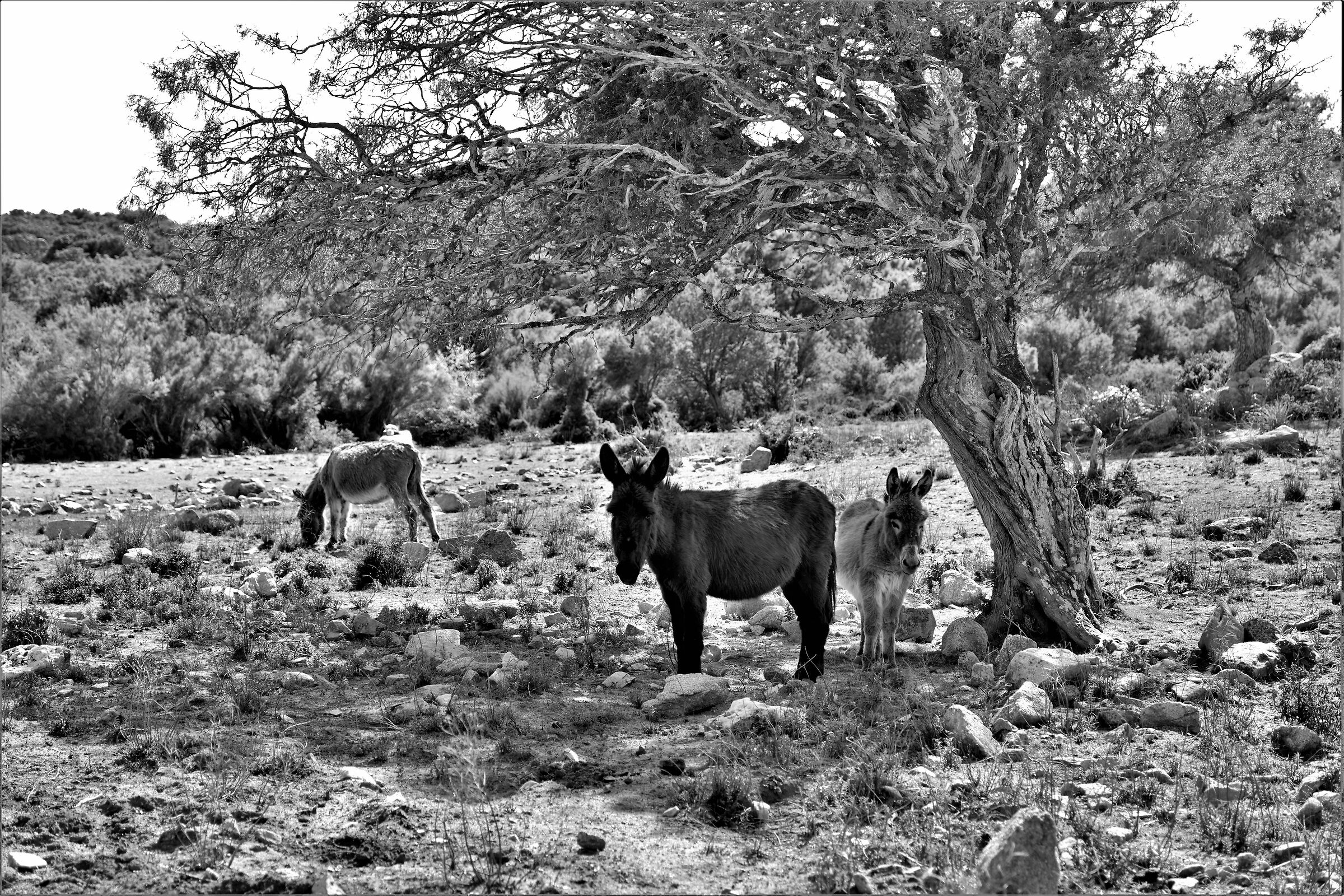 Nel cuore selvaggio dell'isola 1