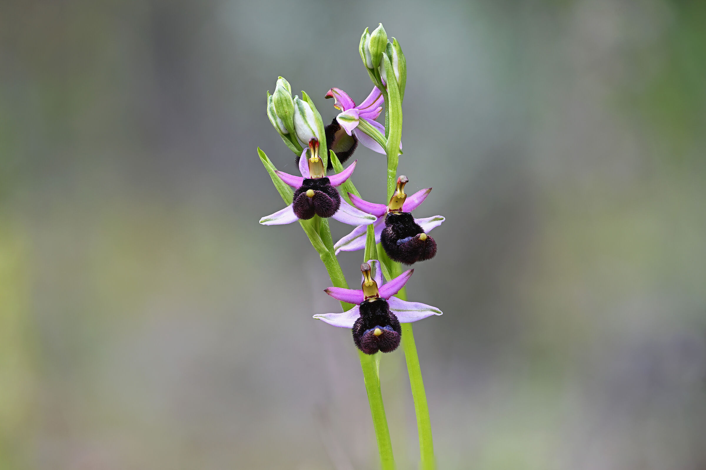 Ophrys bertolonii - Orchidee spontanee