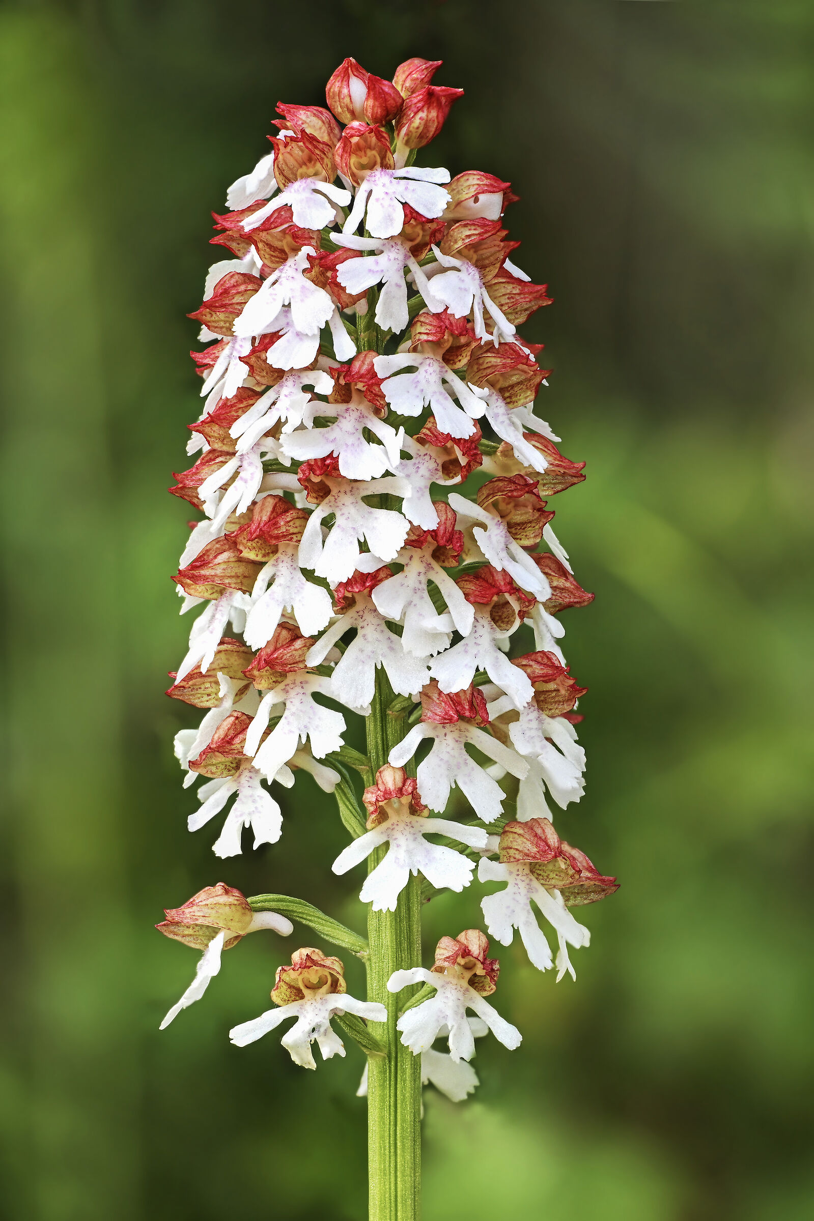 Orchis purpurea var.sp.