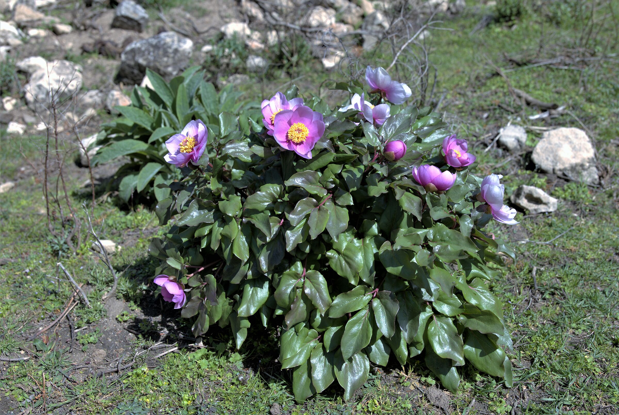 Nel cuore selvaggio dell'isola 2