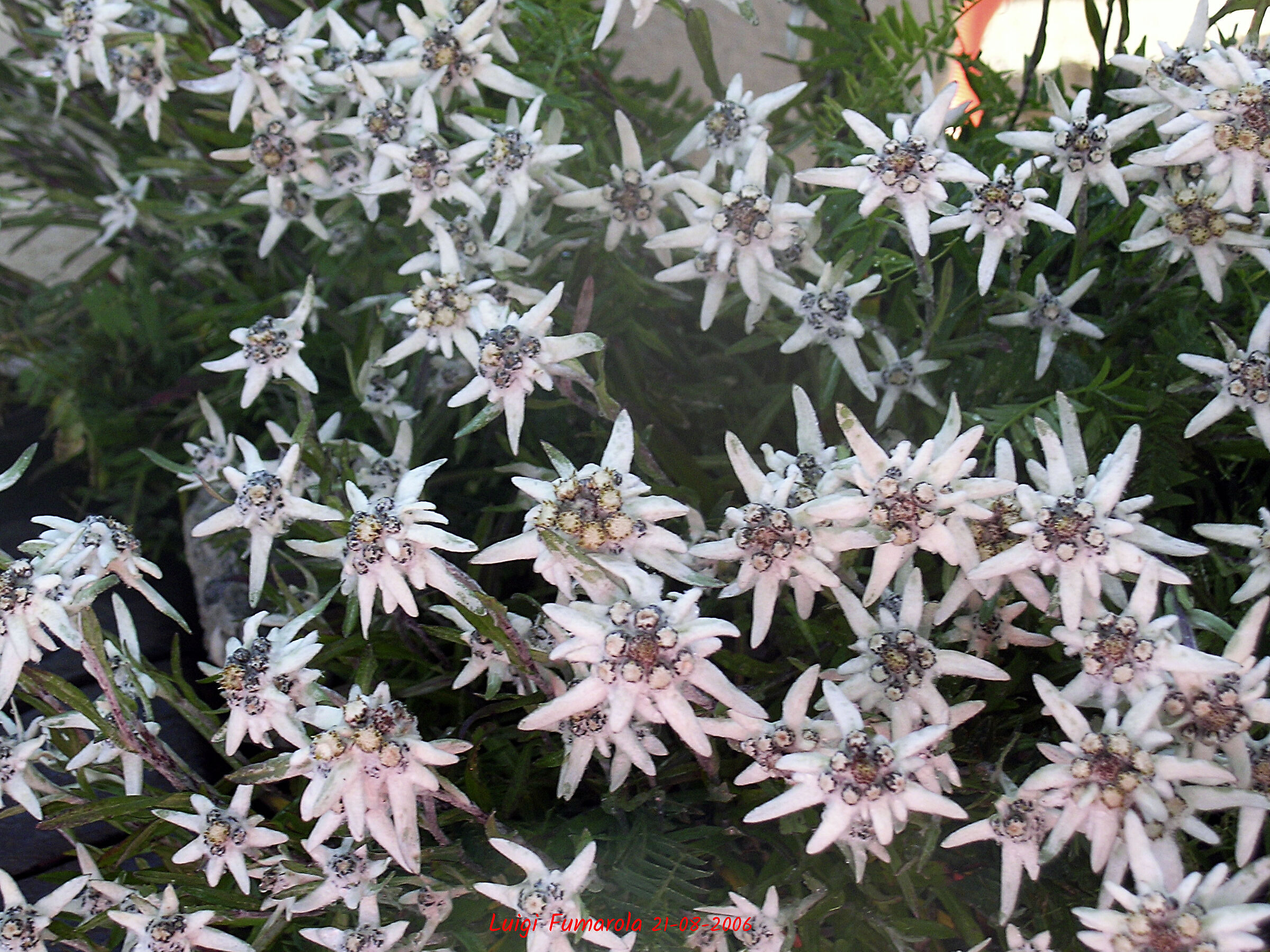 Edelweiss - Val Gardena 2006