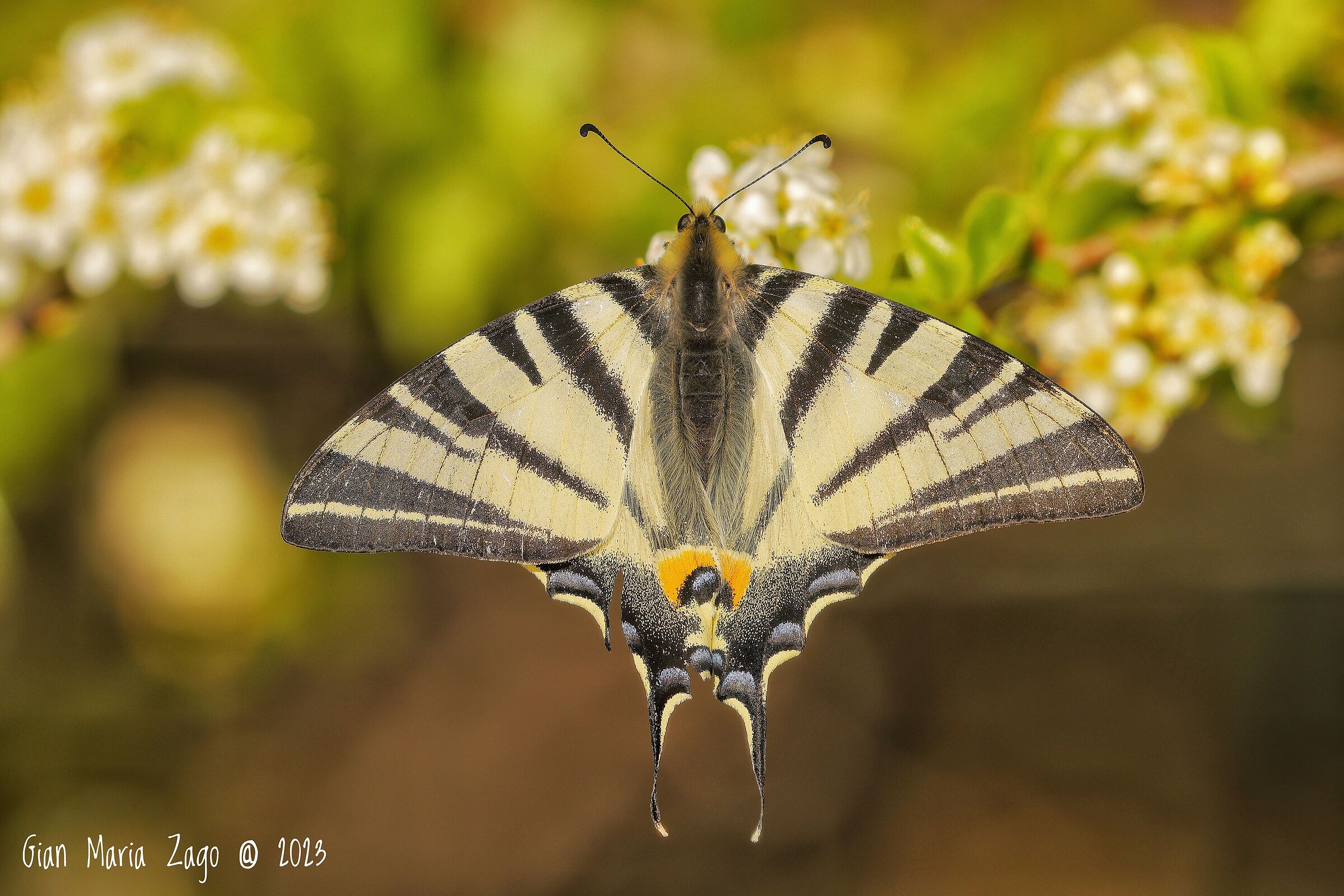 Scarce swallowtail