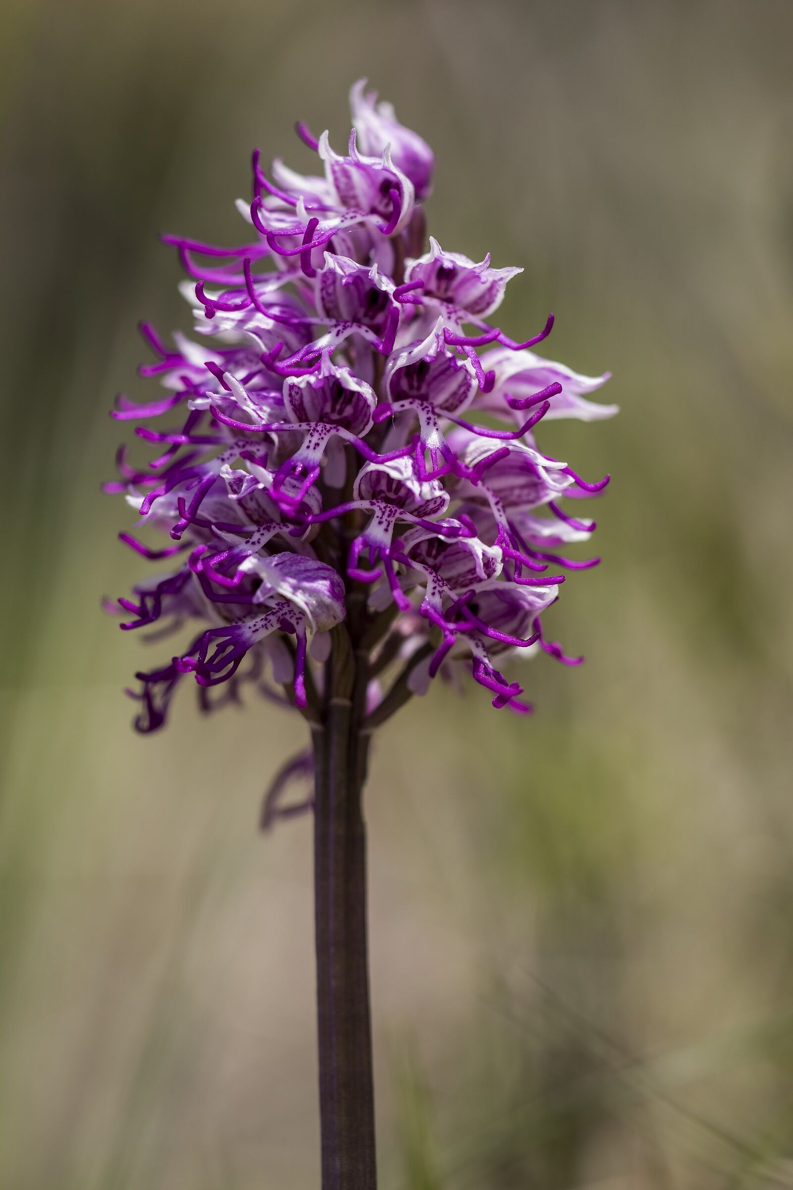 Orchis Simia