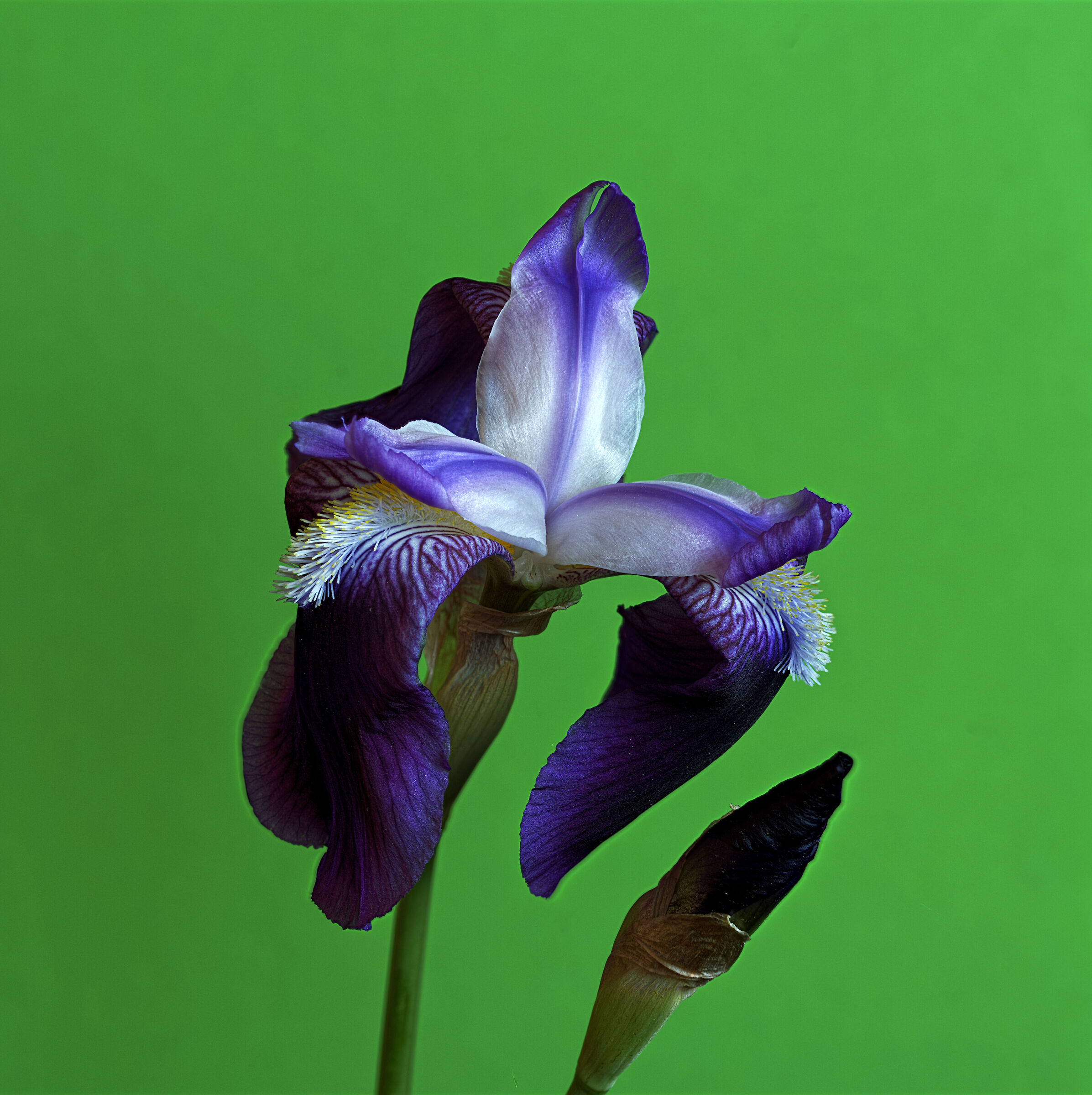 Iris...