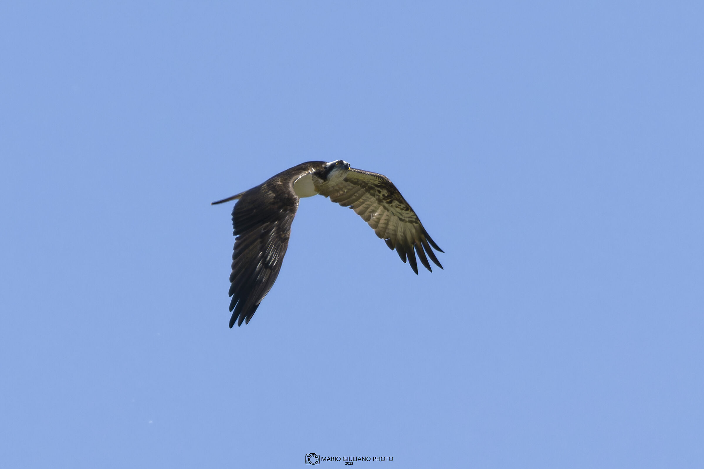Osprey