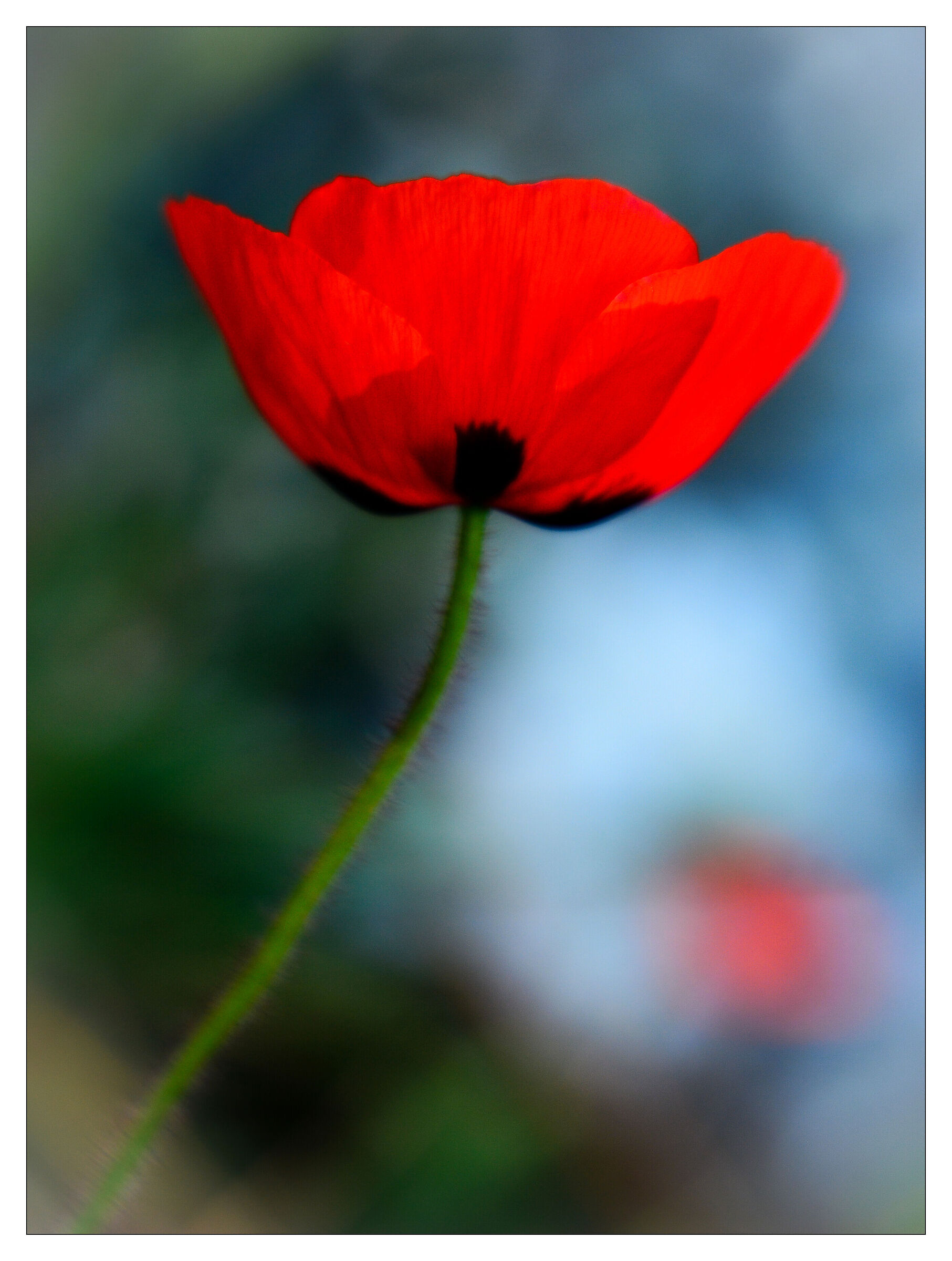 Coquelicot