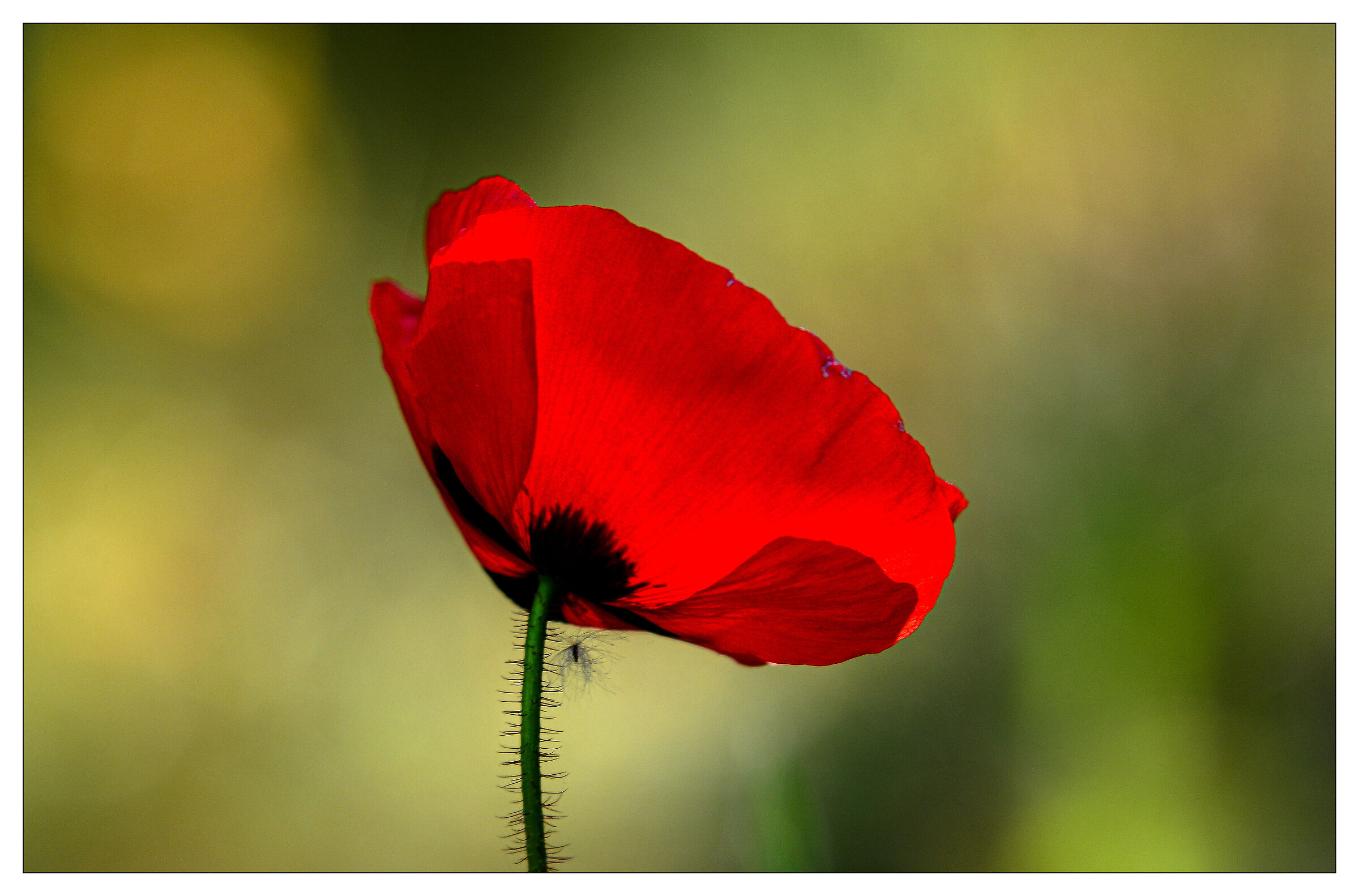 Coquelicot 2