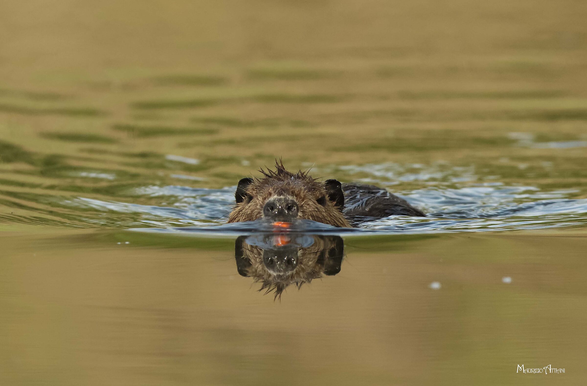Nutria allo specchio