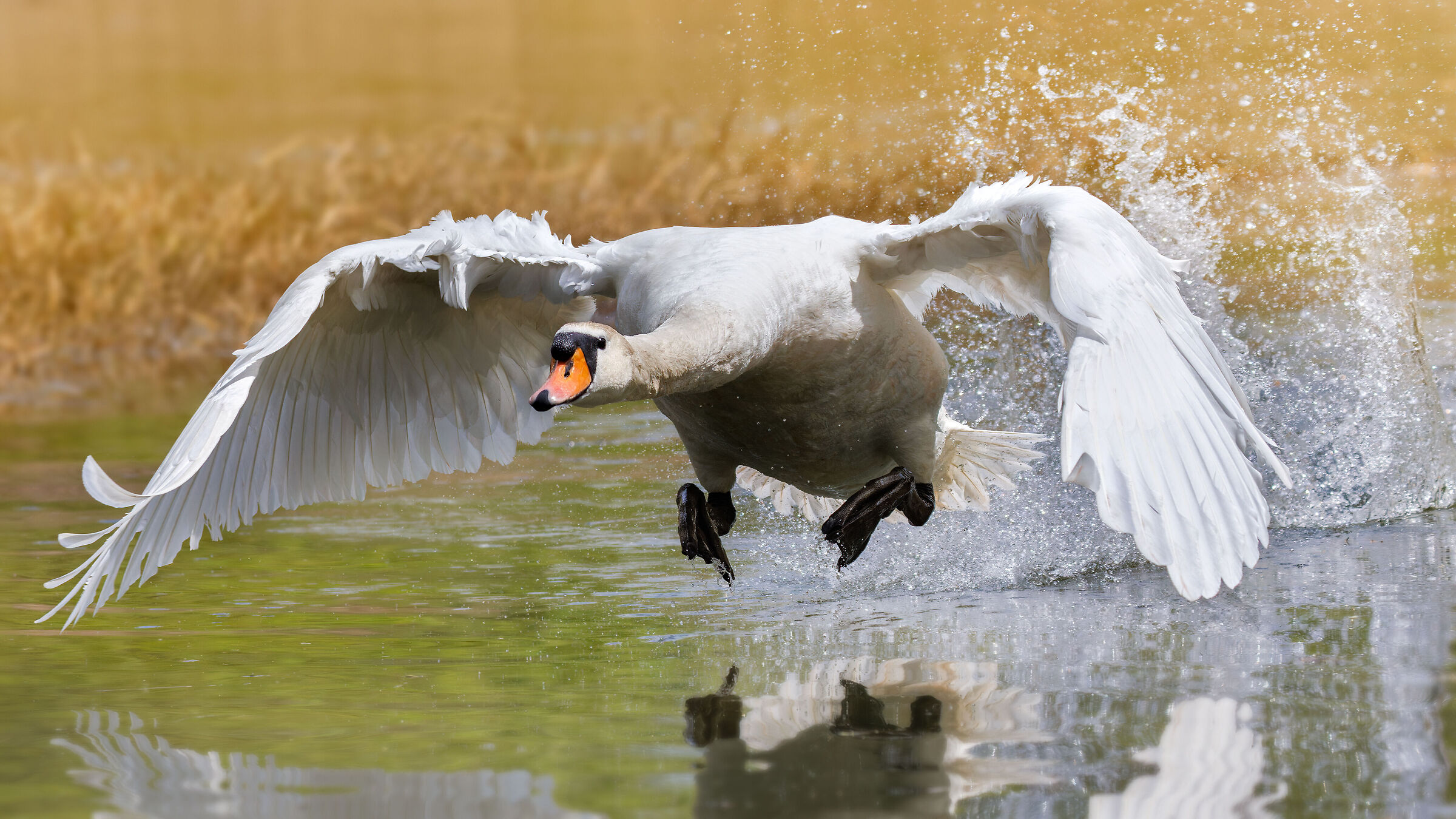 Cigno reale