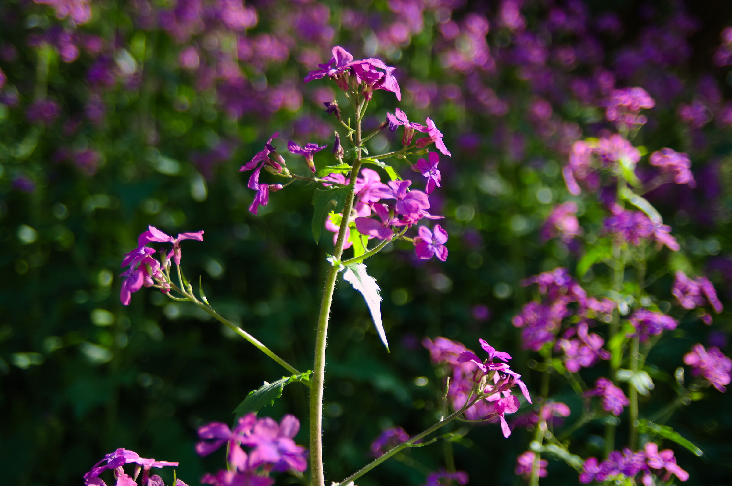Primavera