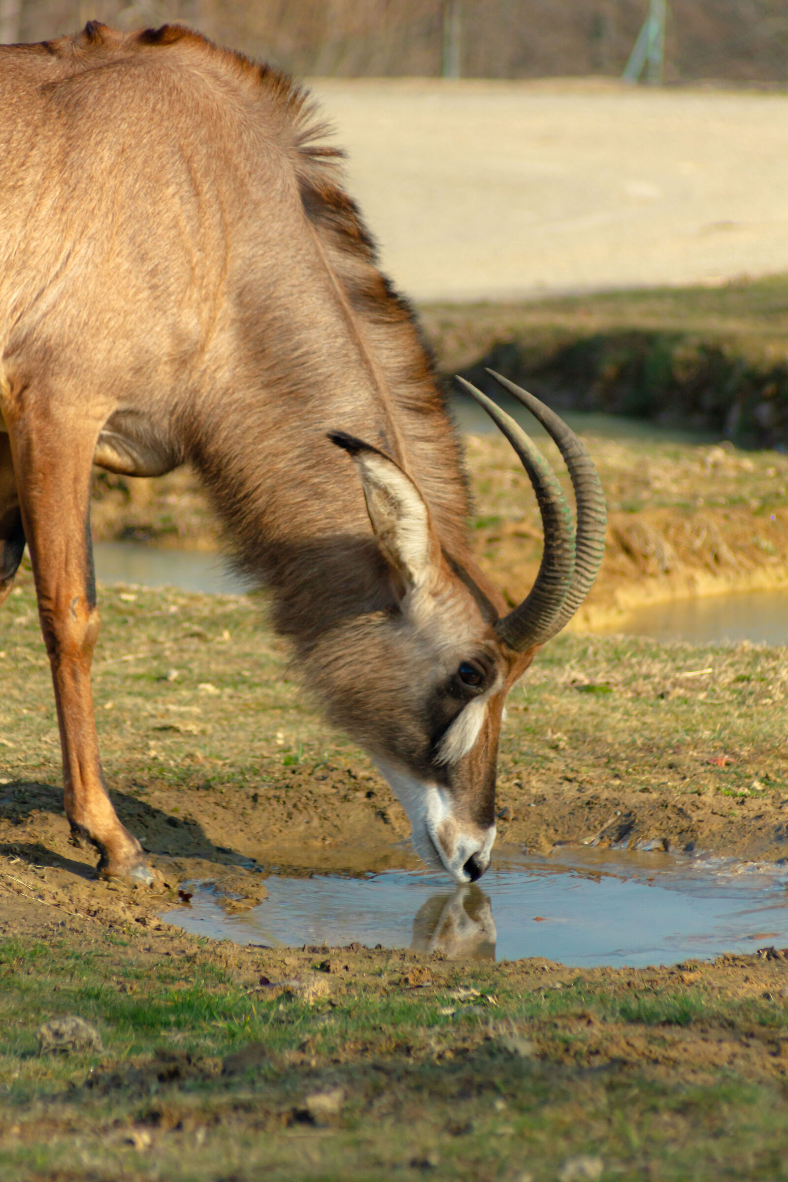 Antilope Roana