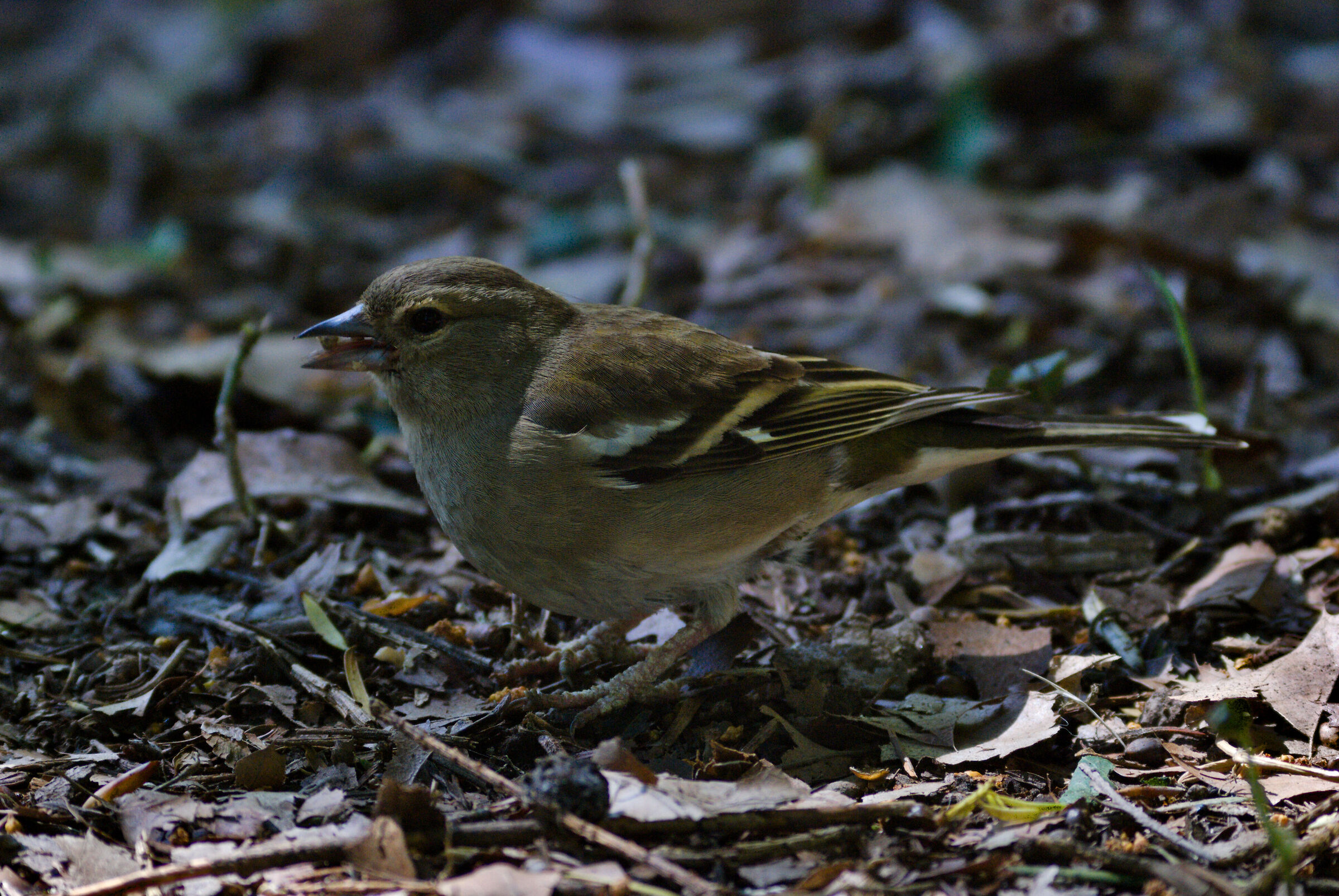Chaffinch Greenfinch 002 24/04/23