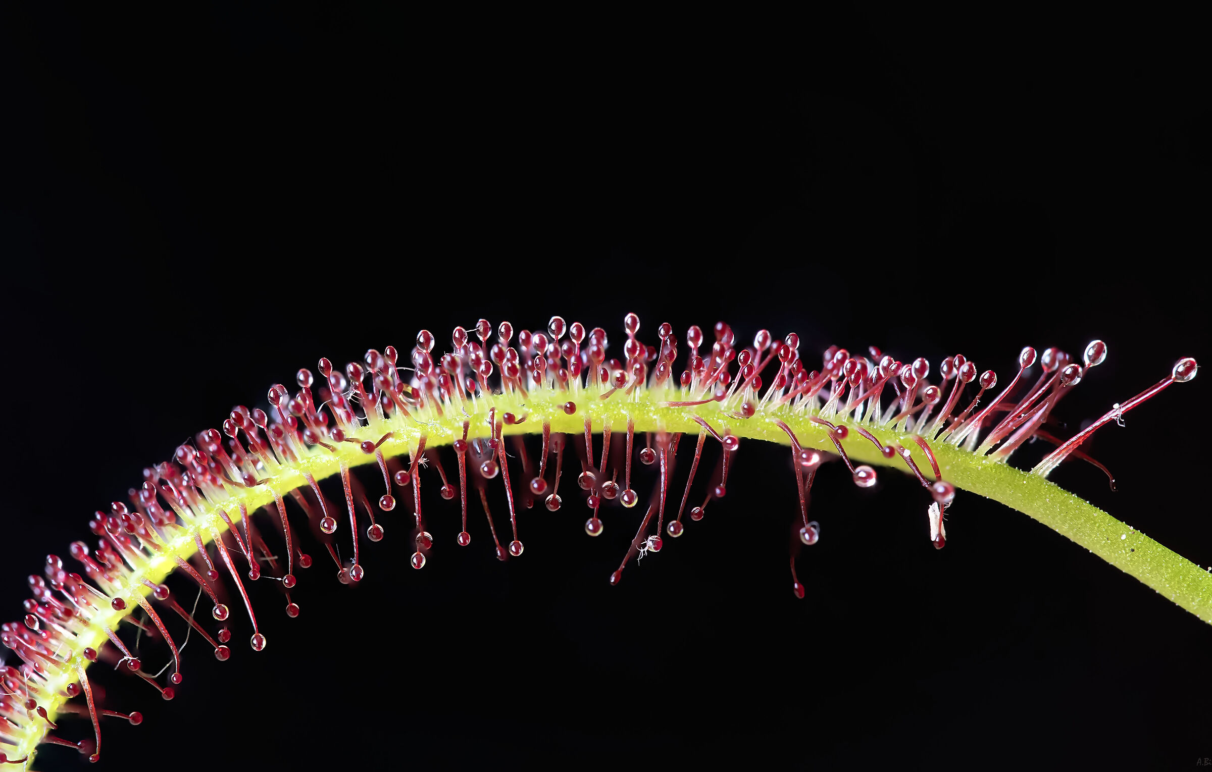 Drosera capensis - detail
