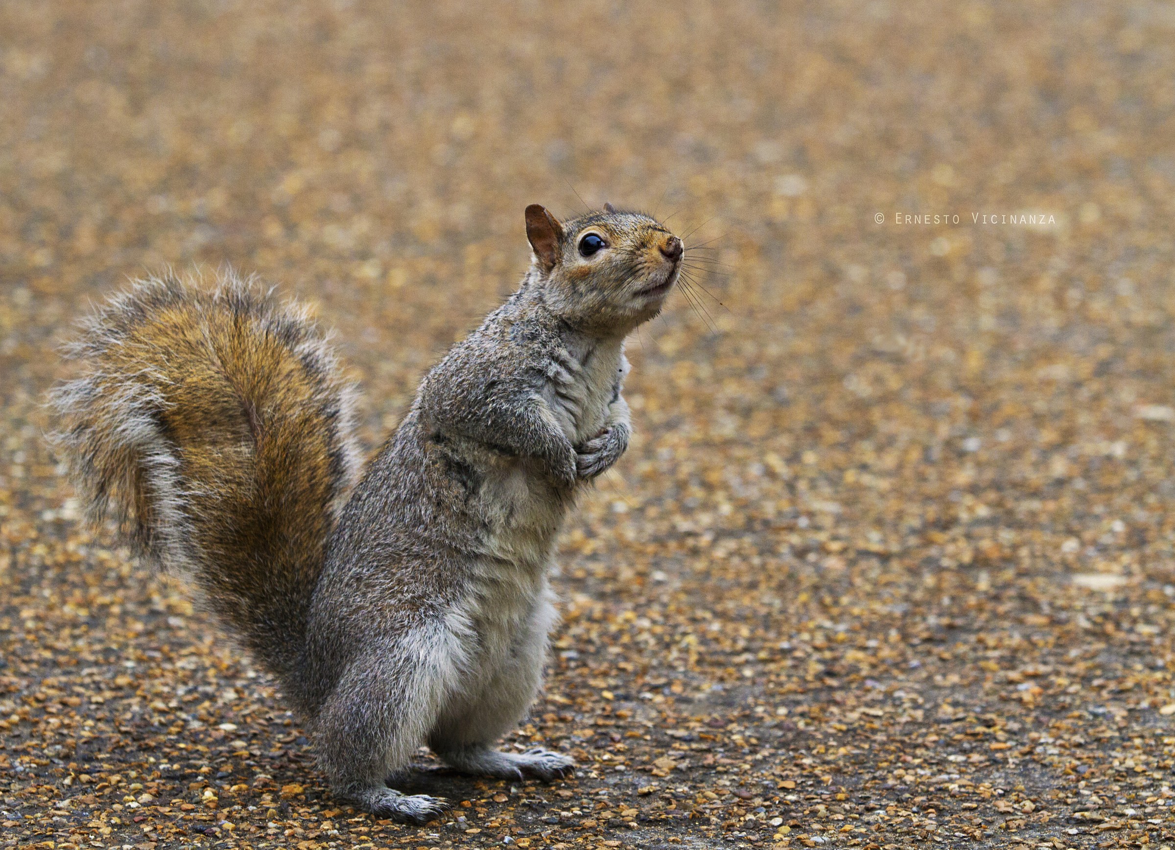 Squirrel in Hyde Park