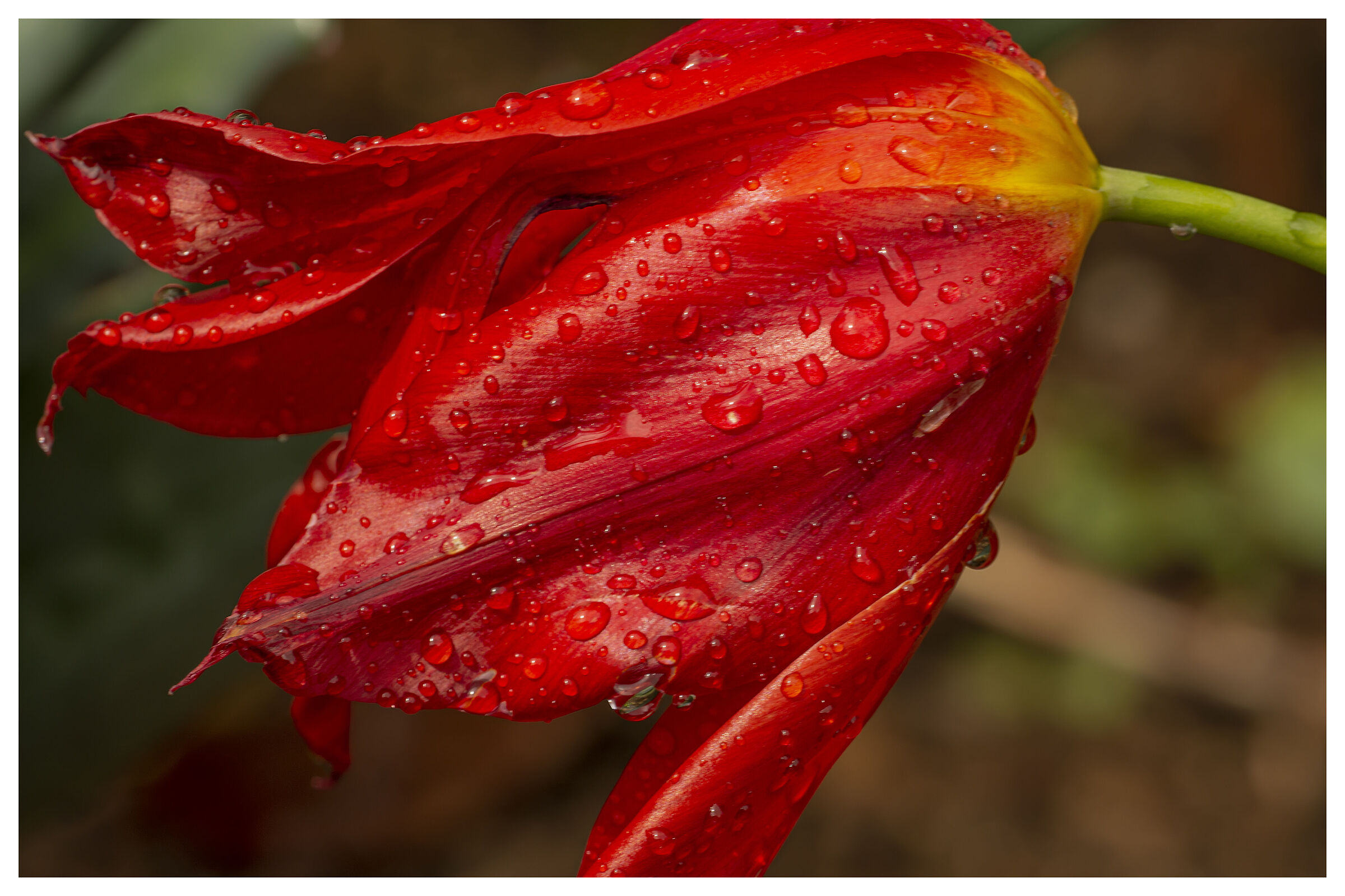 Sorry if I lean but it rained too much.