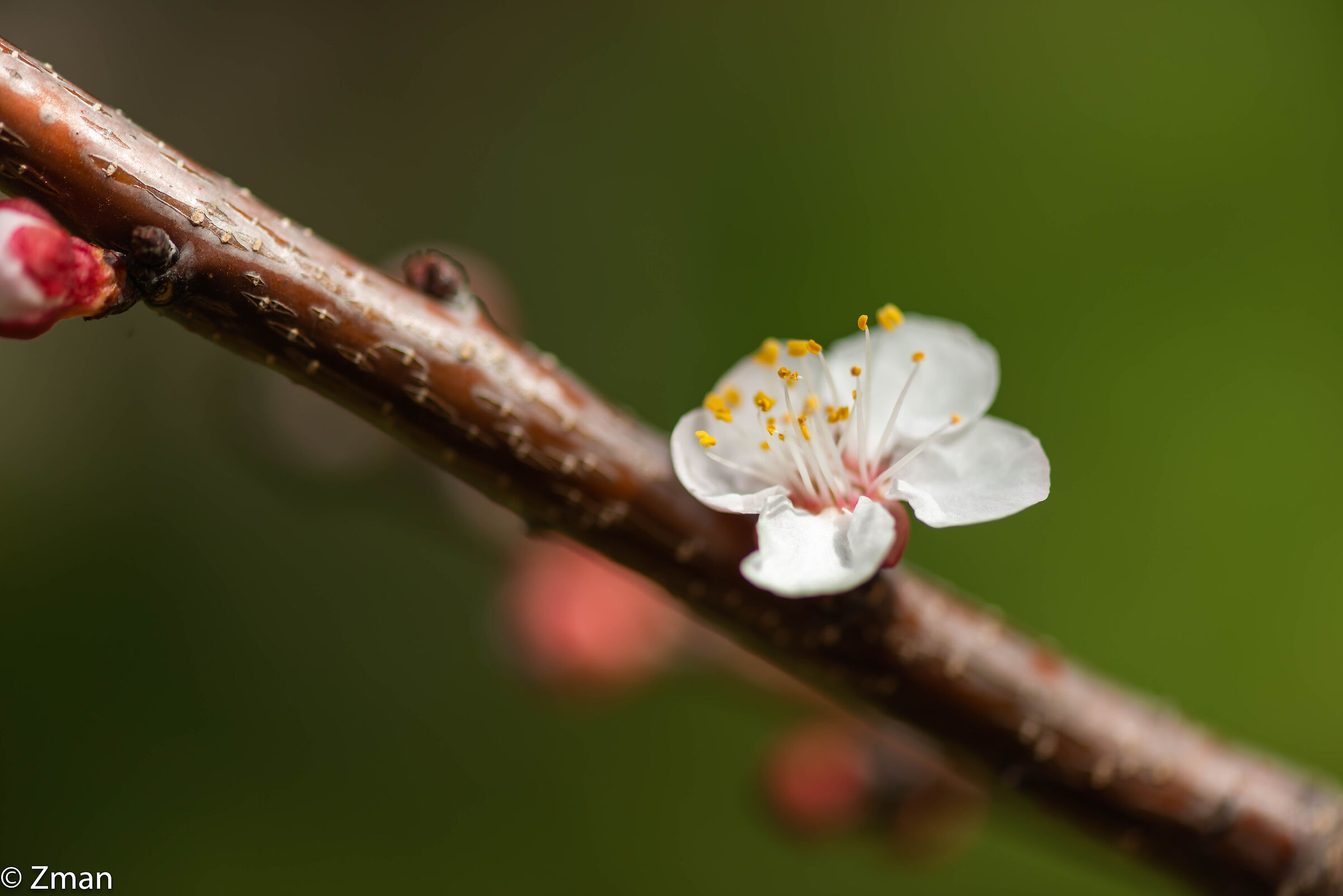 Apricot Blooms