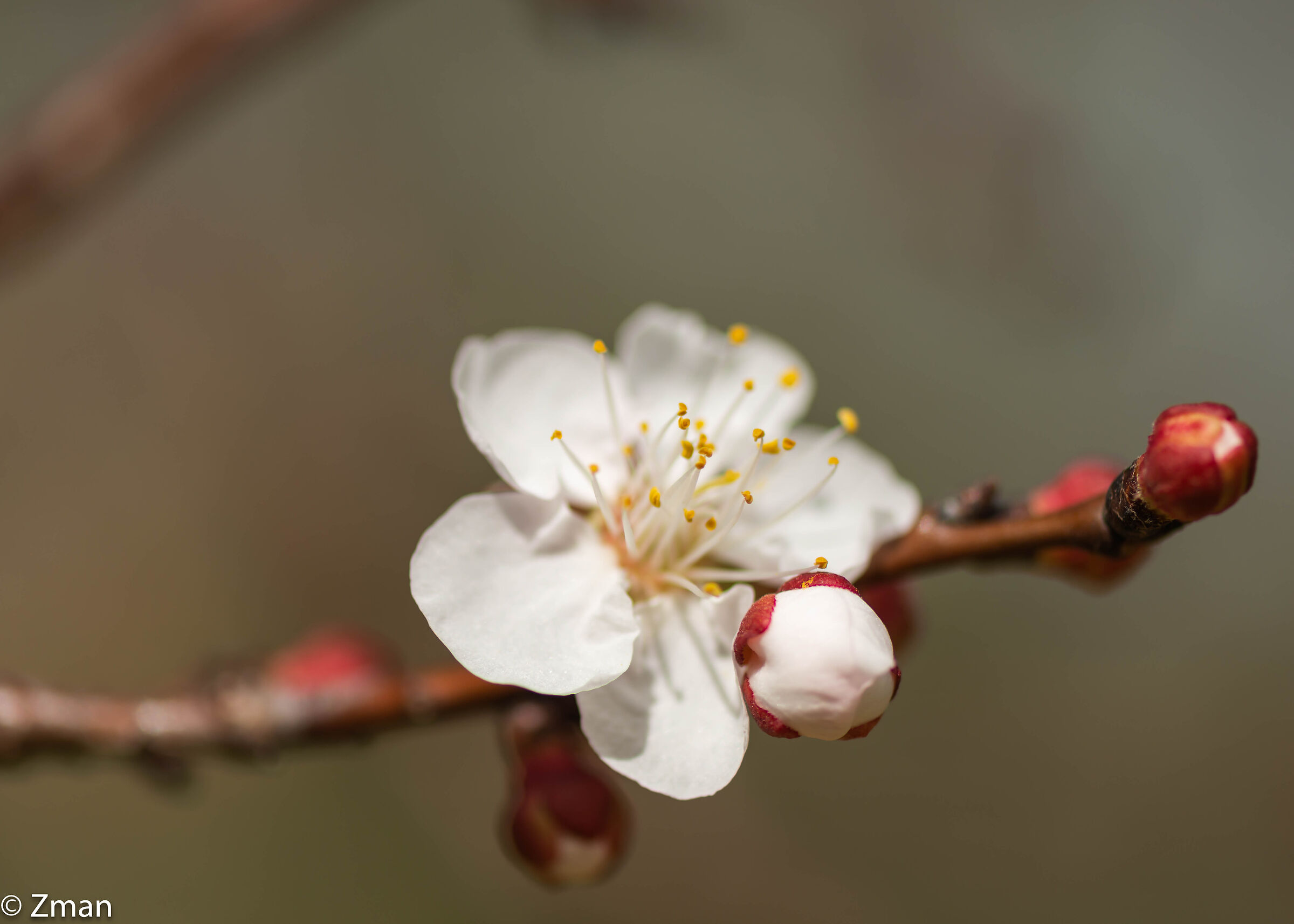 Apricot Blooms
