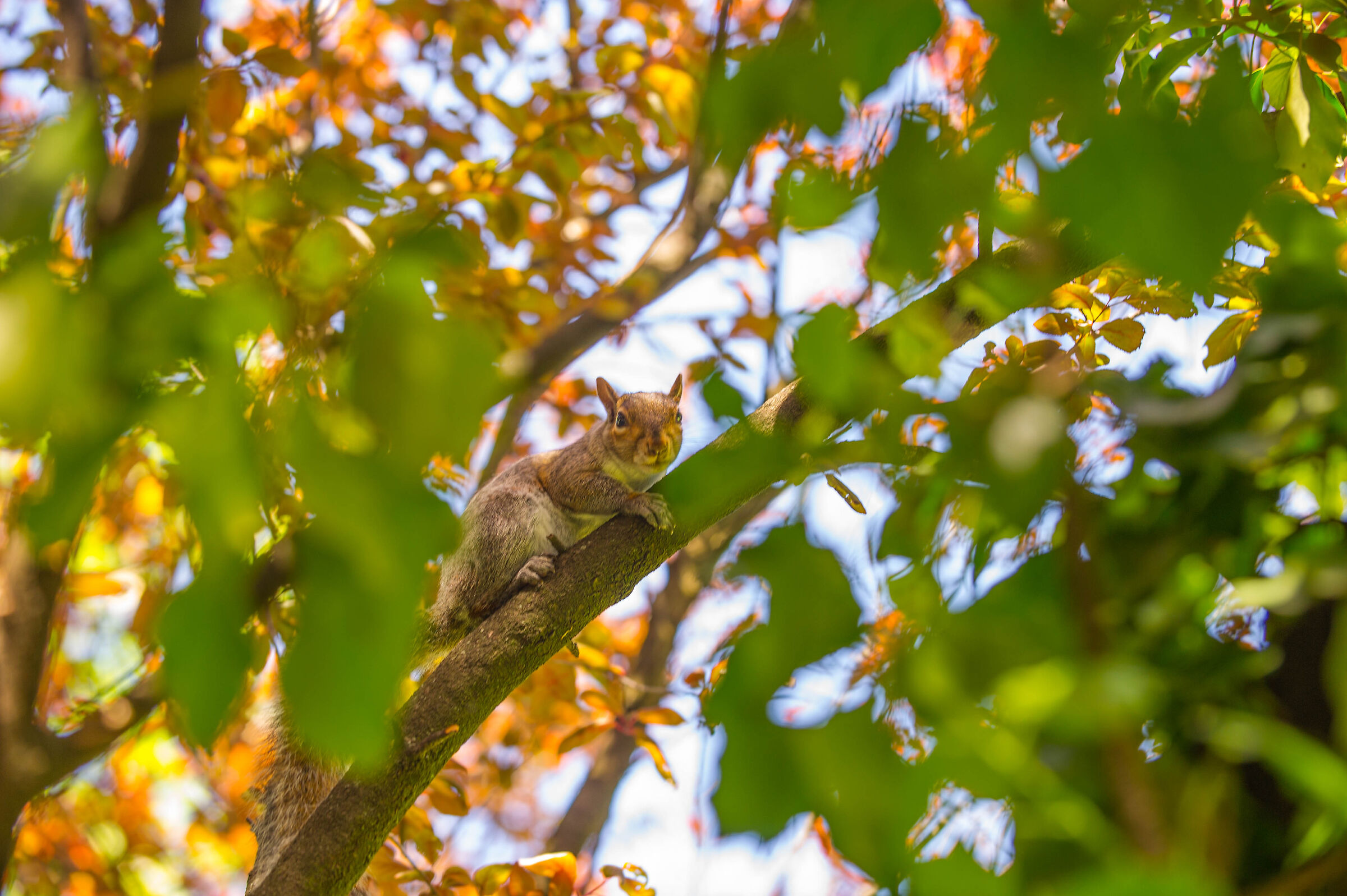 Squirrel in the Park of Villa Campello (Albiate)