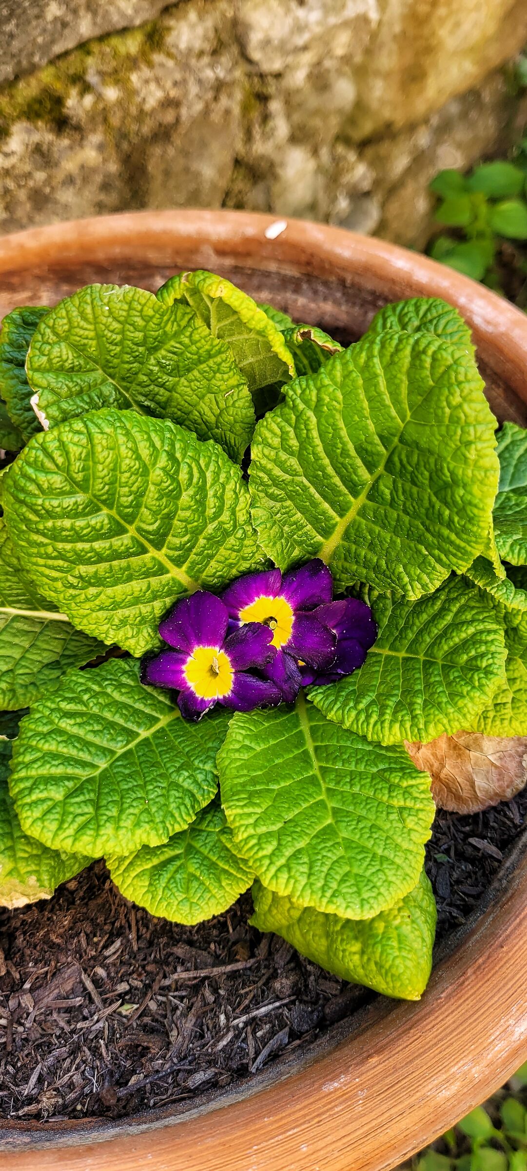 Colori