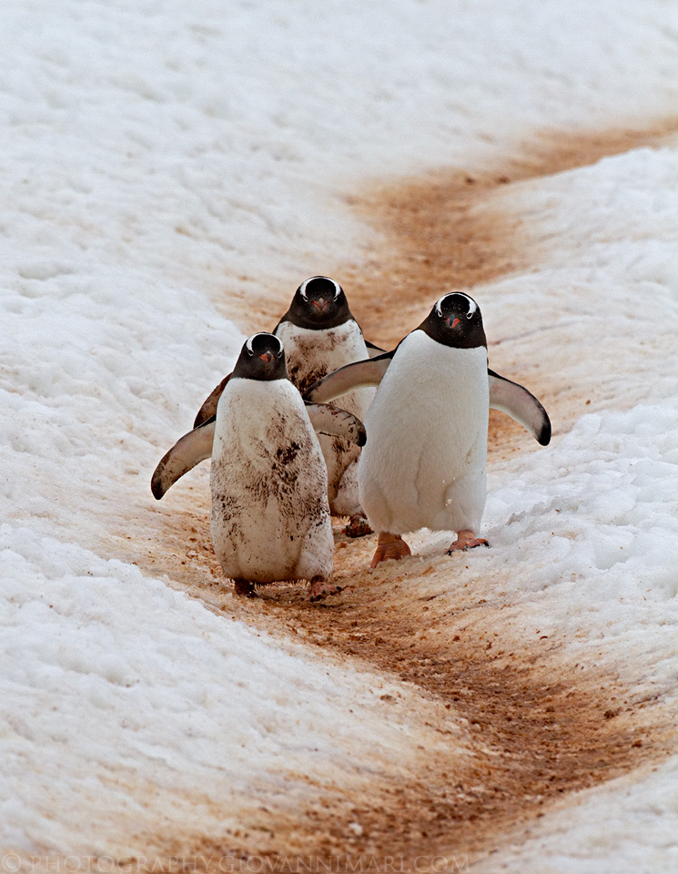 Gentoo Penguin Highway