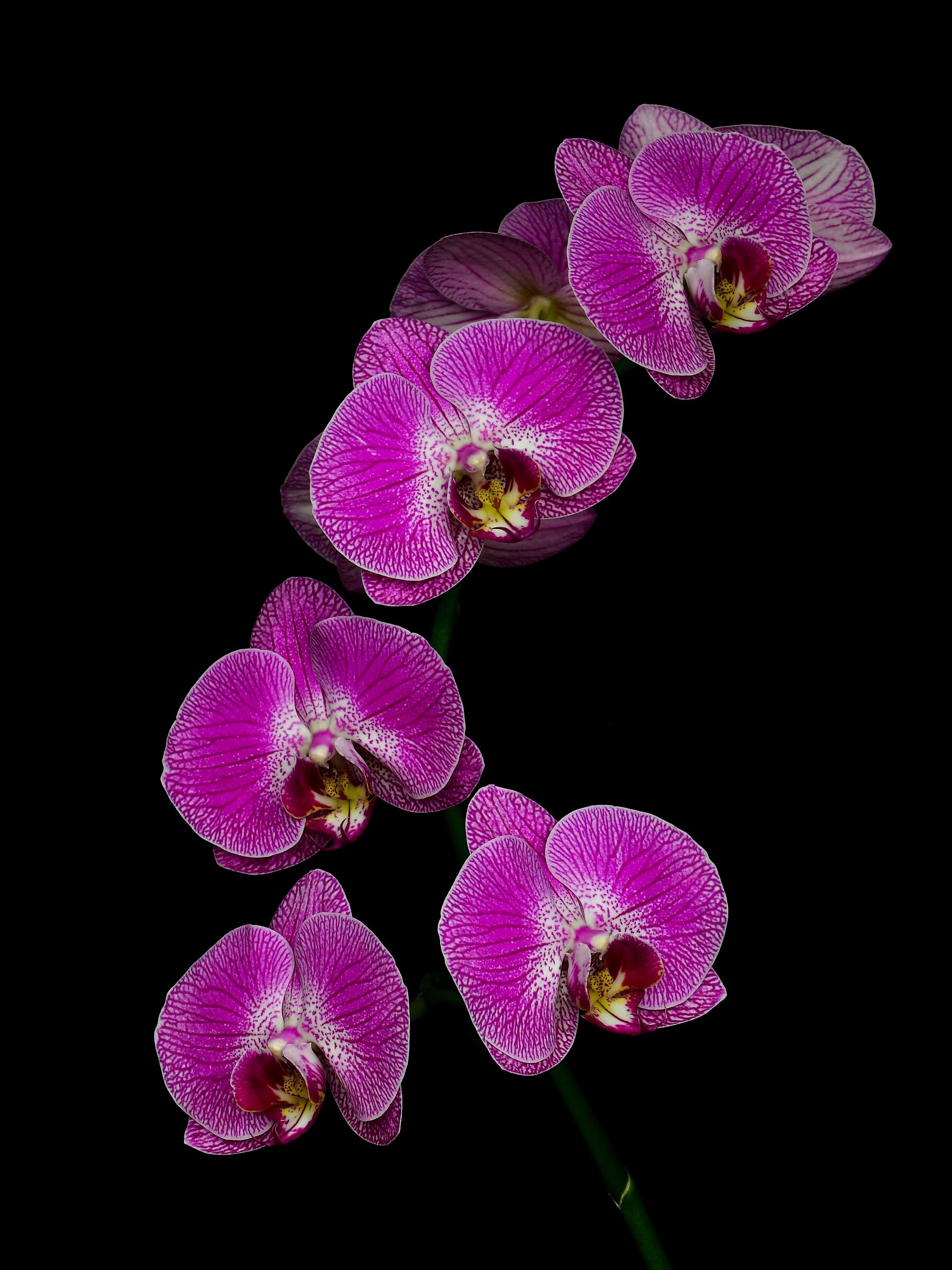 Orchidea