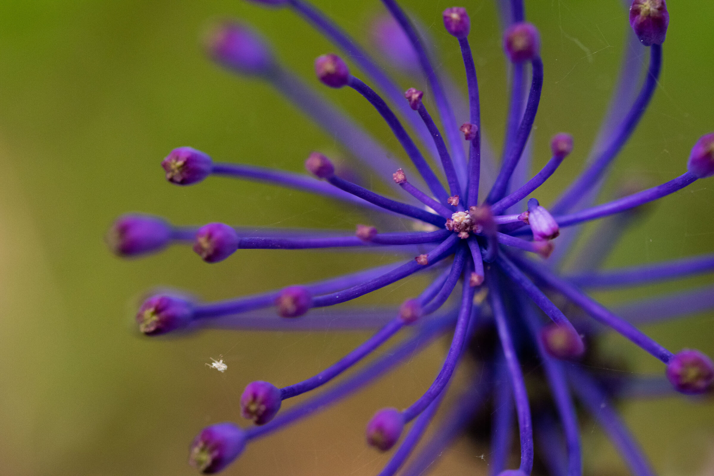 Leopoldia comosa - Lampascione