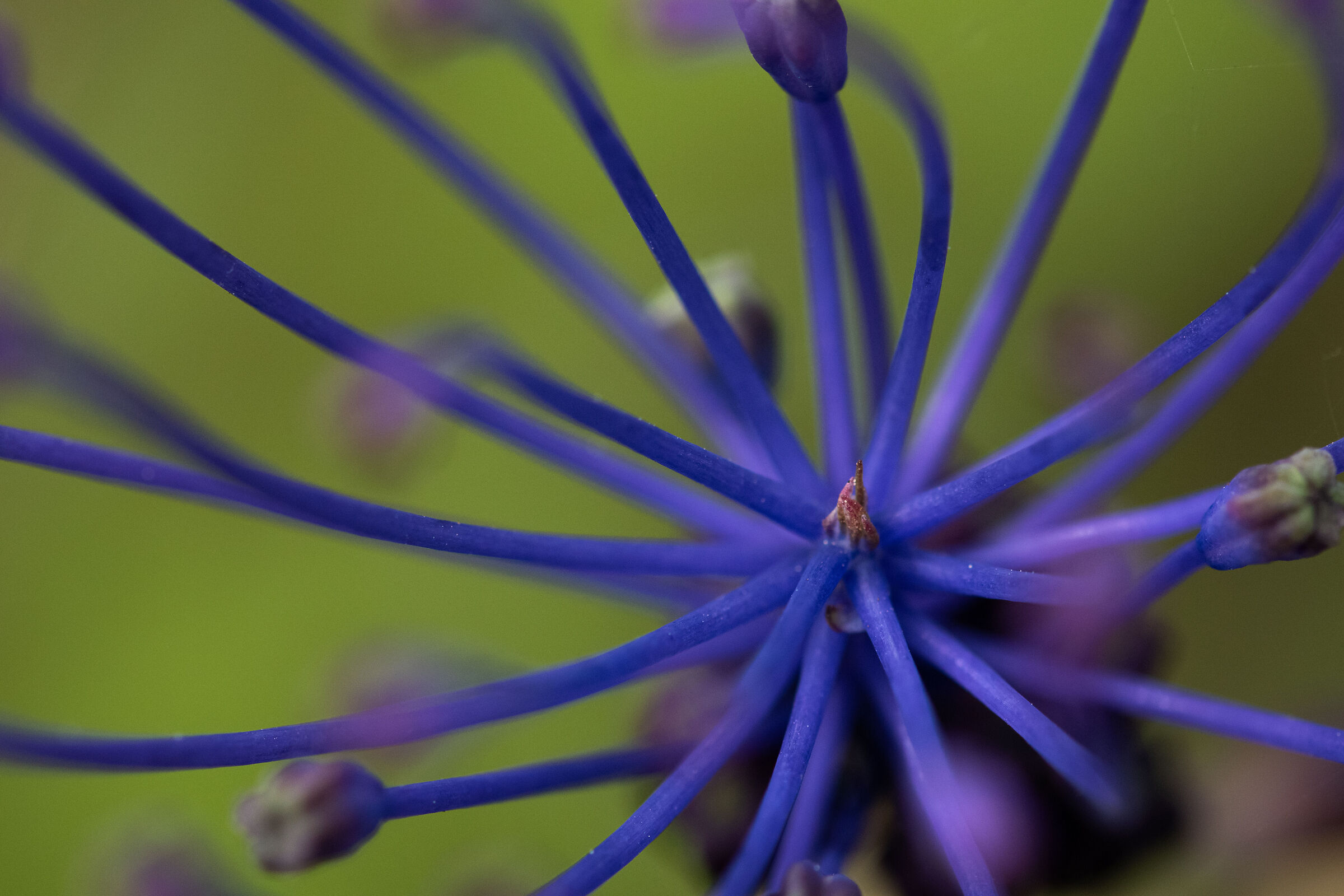 Leopoldia comosa - Lampascione