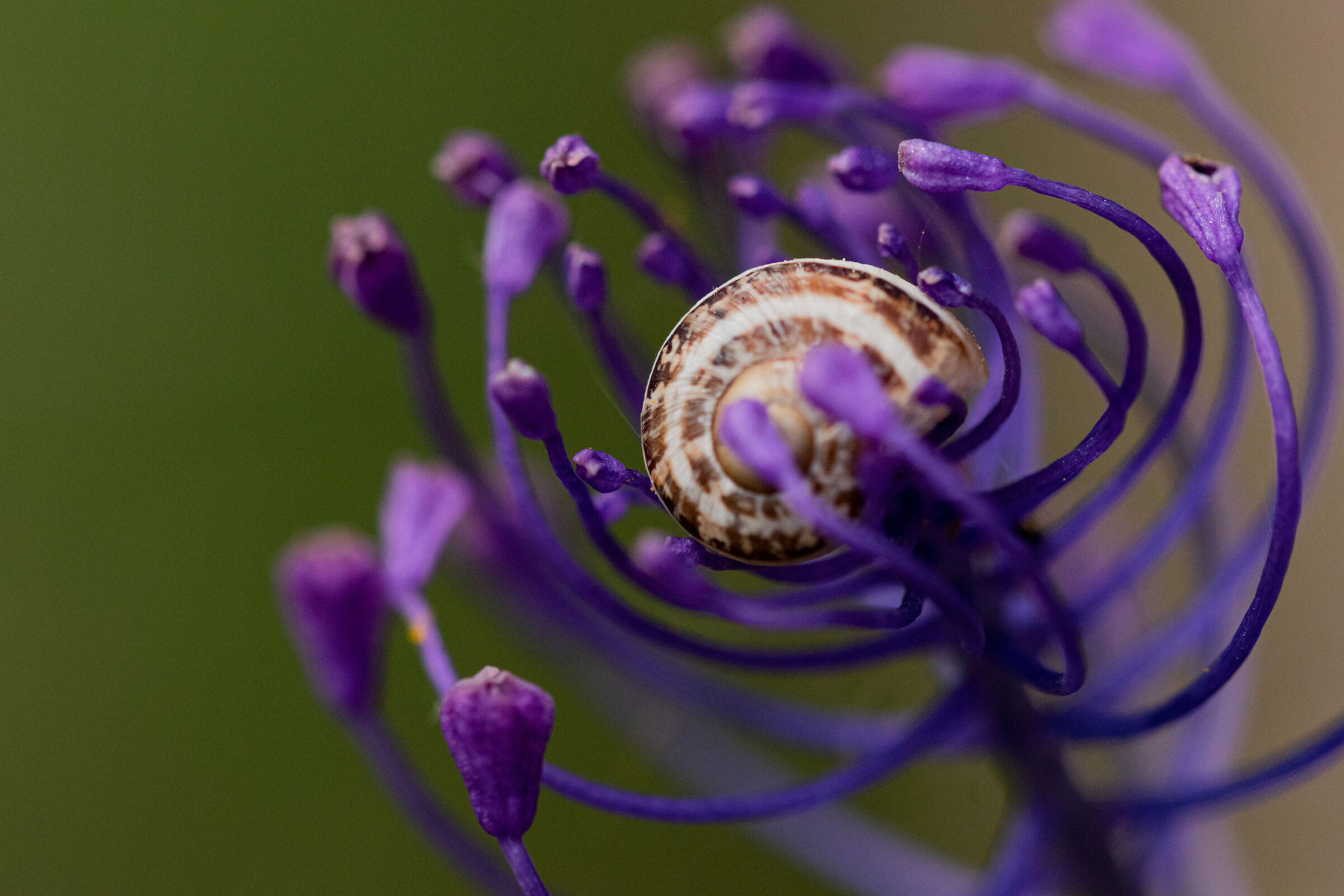 Leopoldia comosa e guscio di lumaca