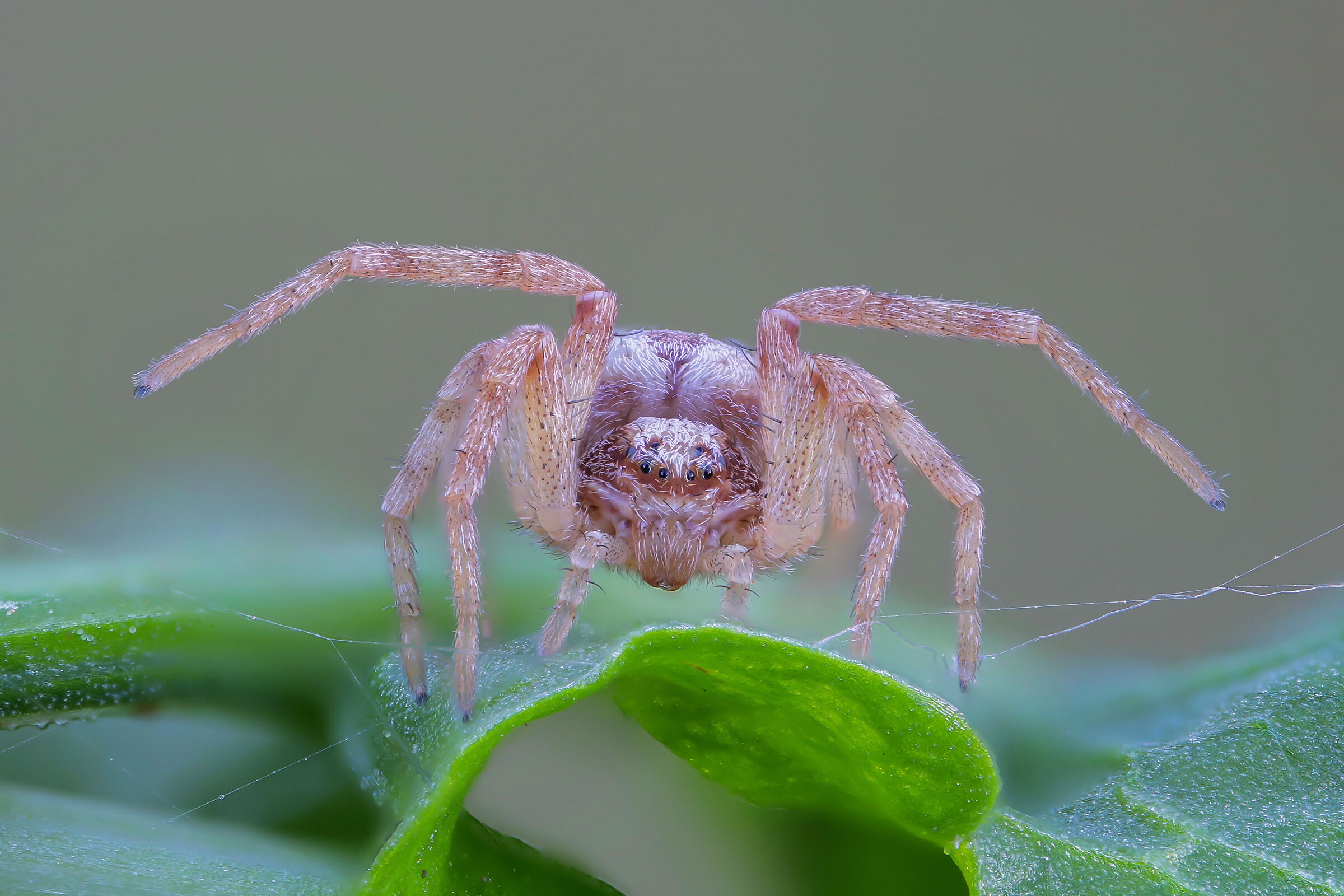 Philodromidae sp.