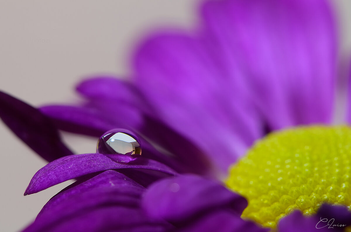 Pink Drop