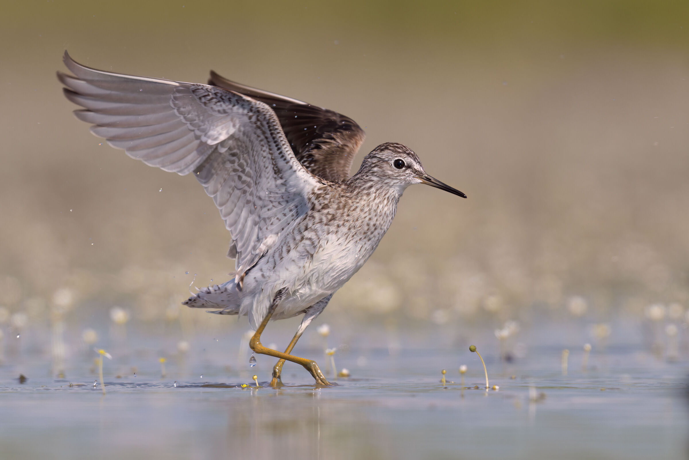 Piro piro boschereccio