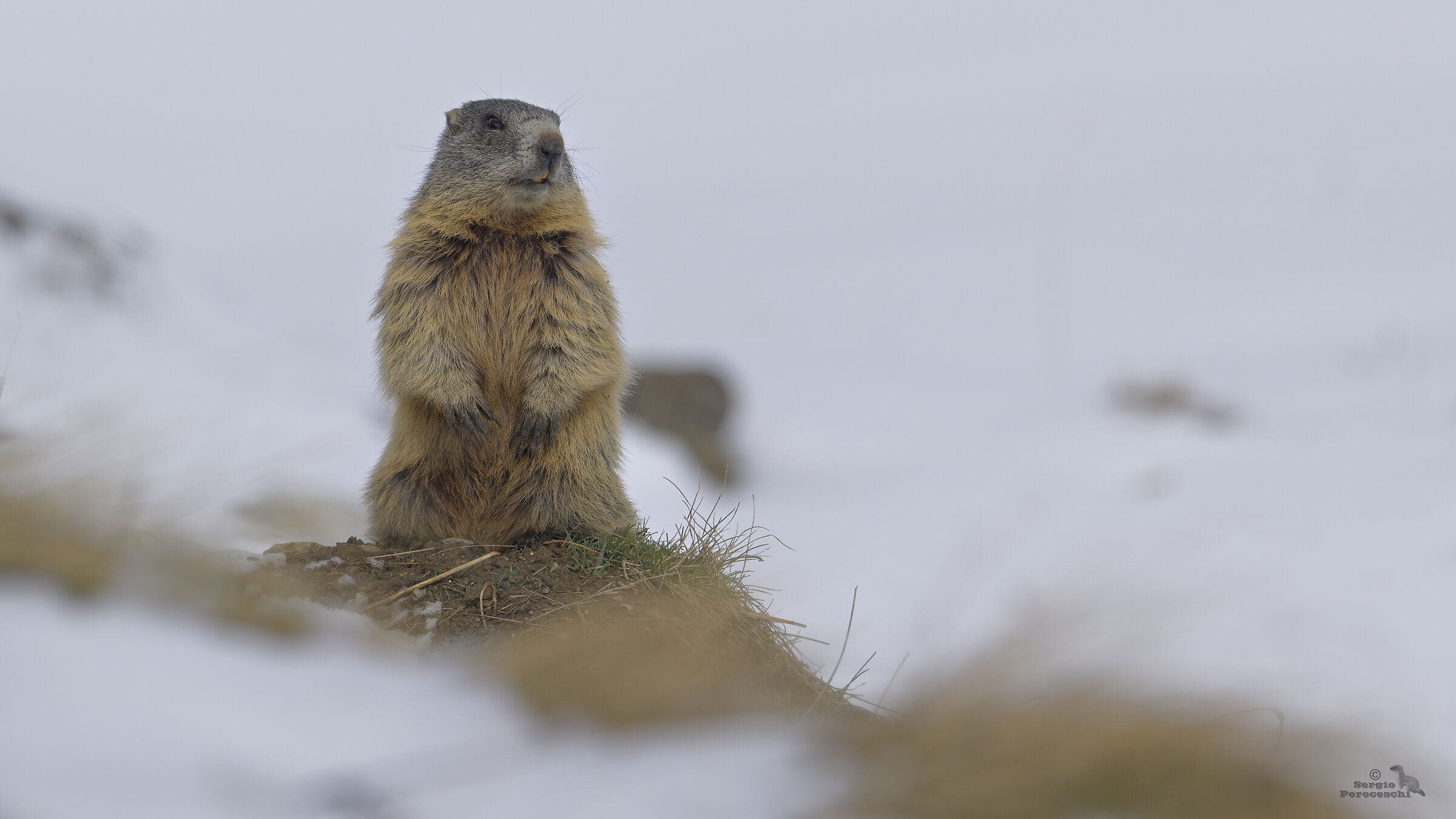 Another marmot in the white