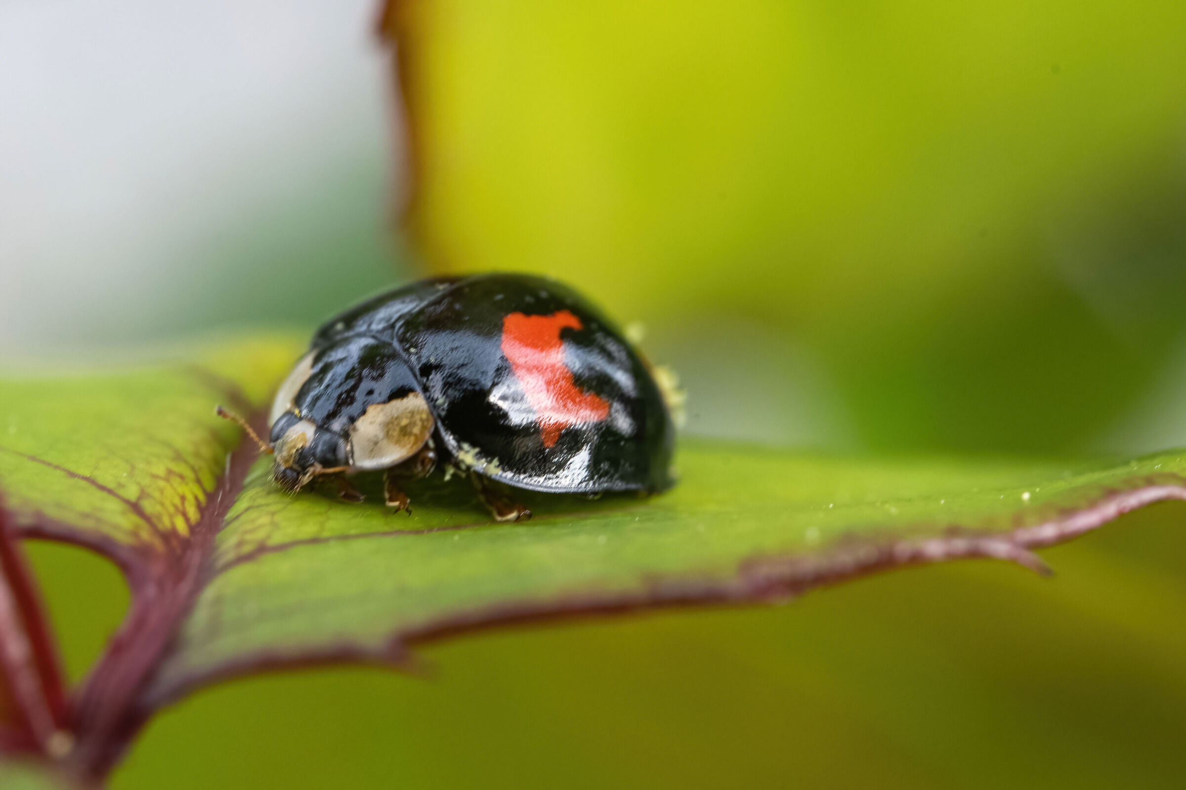 Coccinella Olla v-nigrum