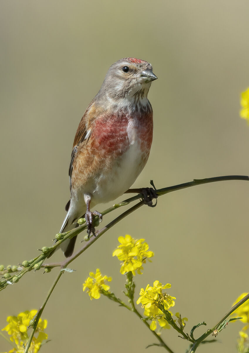 petto rosso sangue, fanello