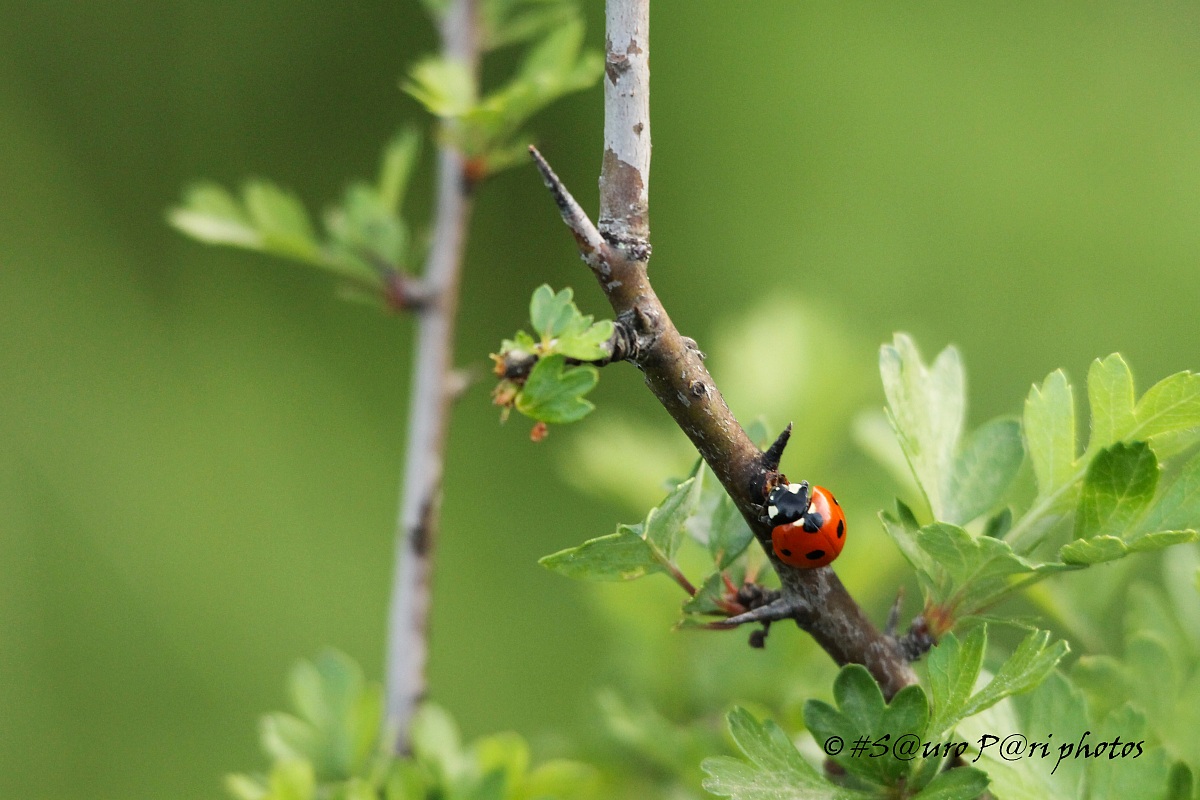 ladybug on hawthorn