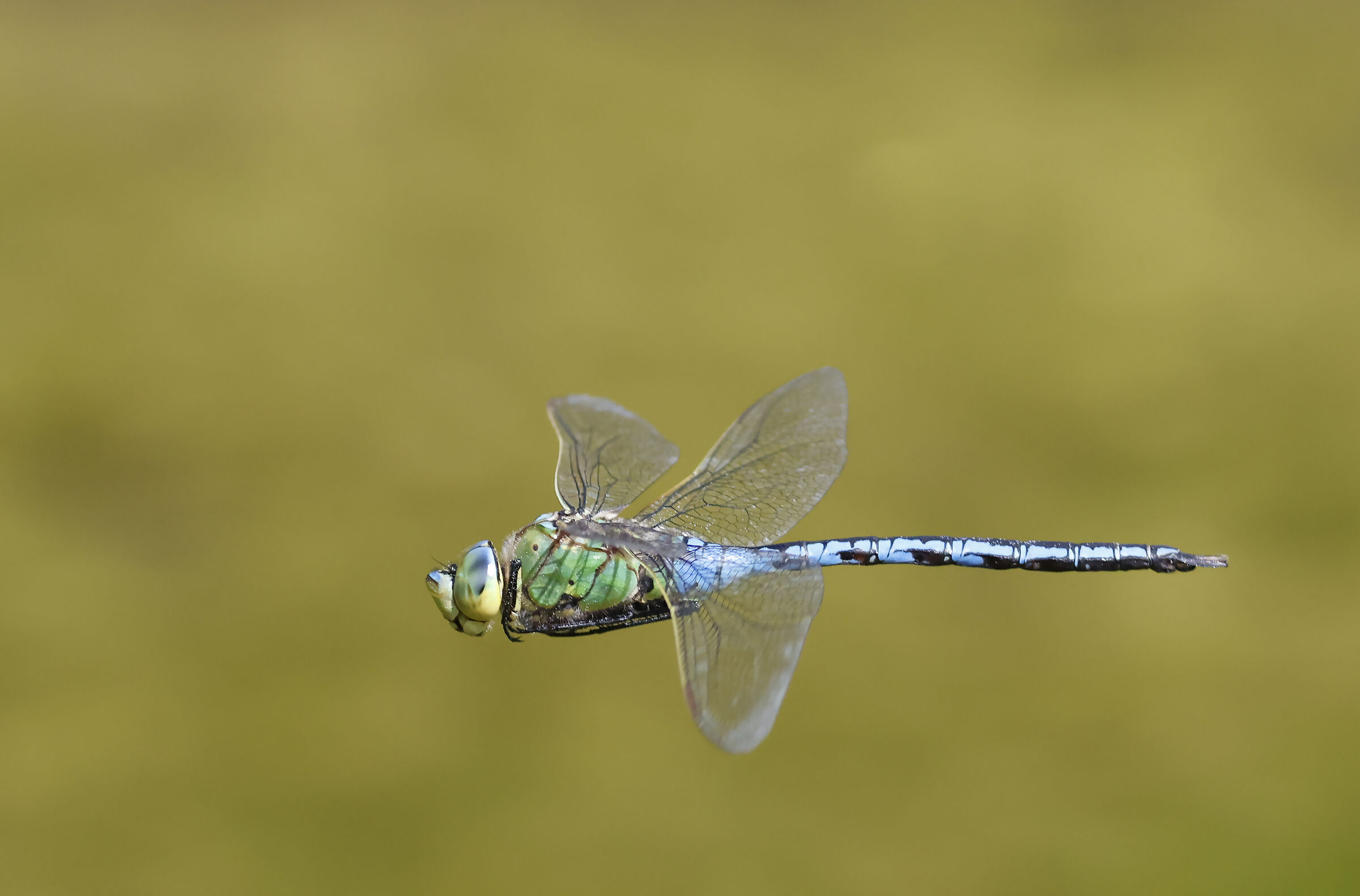 Libellula maschio dell'imperatore blu. ( Anax imperator)