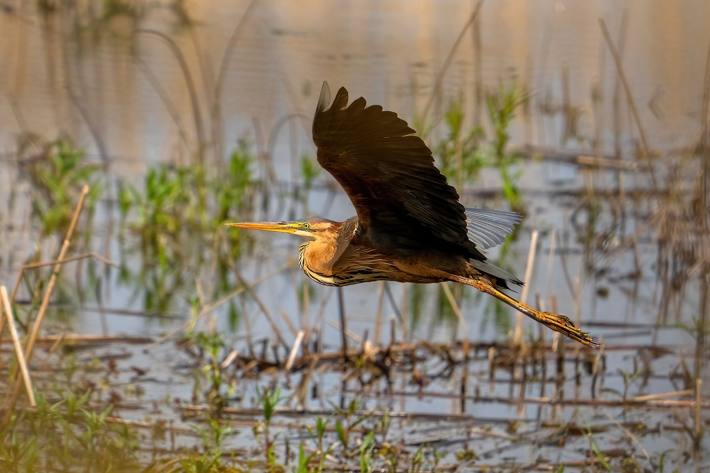 Purple Heron (Ardea purpurea)
