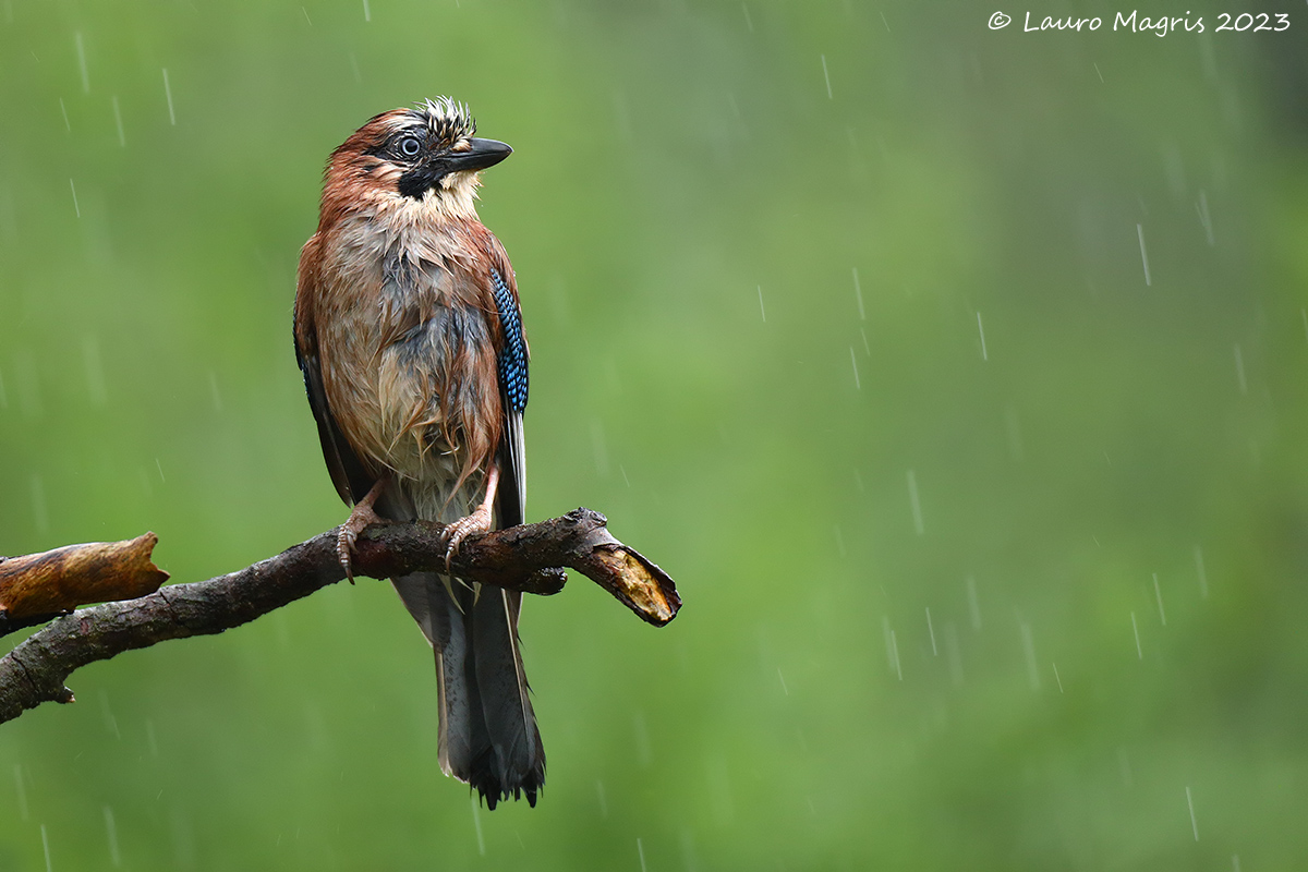 In una giornata piovosa