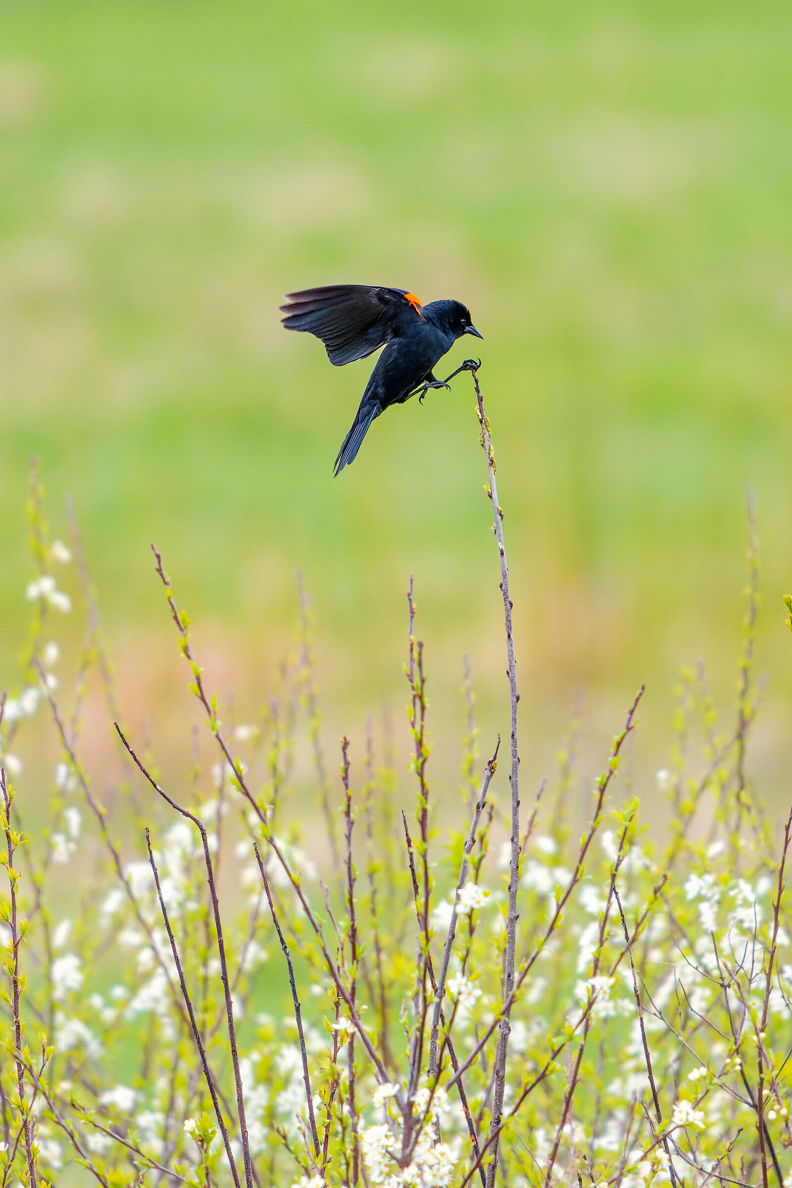 Set portrait of Red winged blackbird