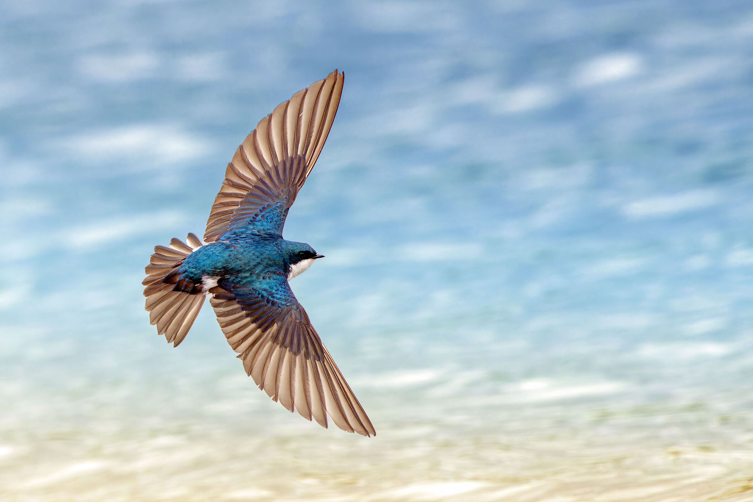 Tree swallow