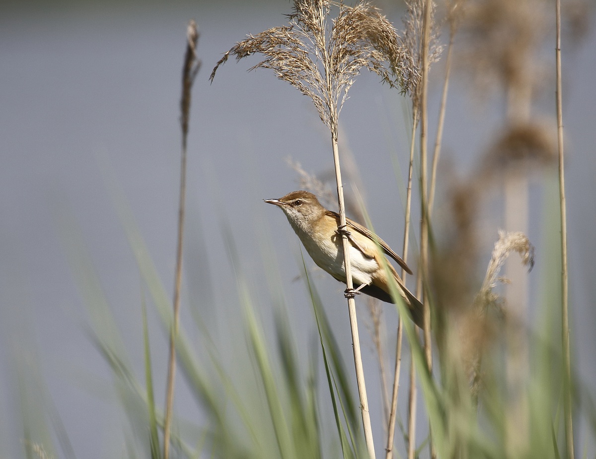 cannareccione,5dmk3+sigma500f4.5+kenko1.4
