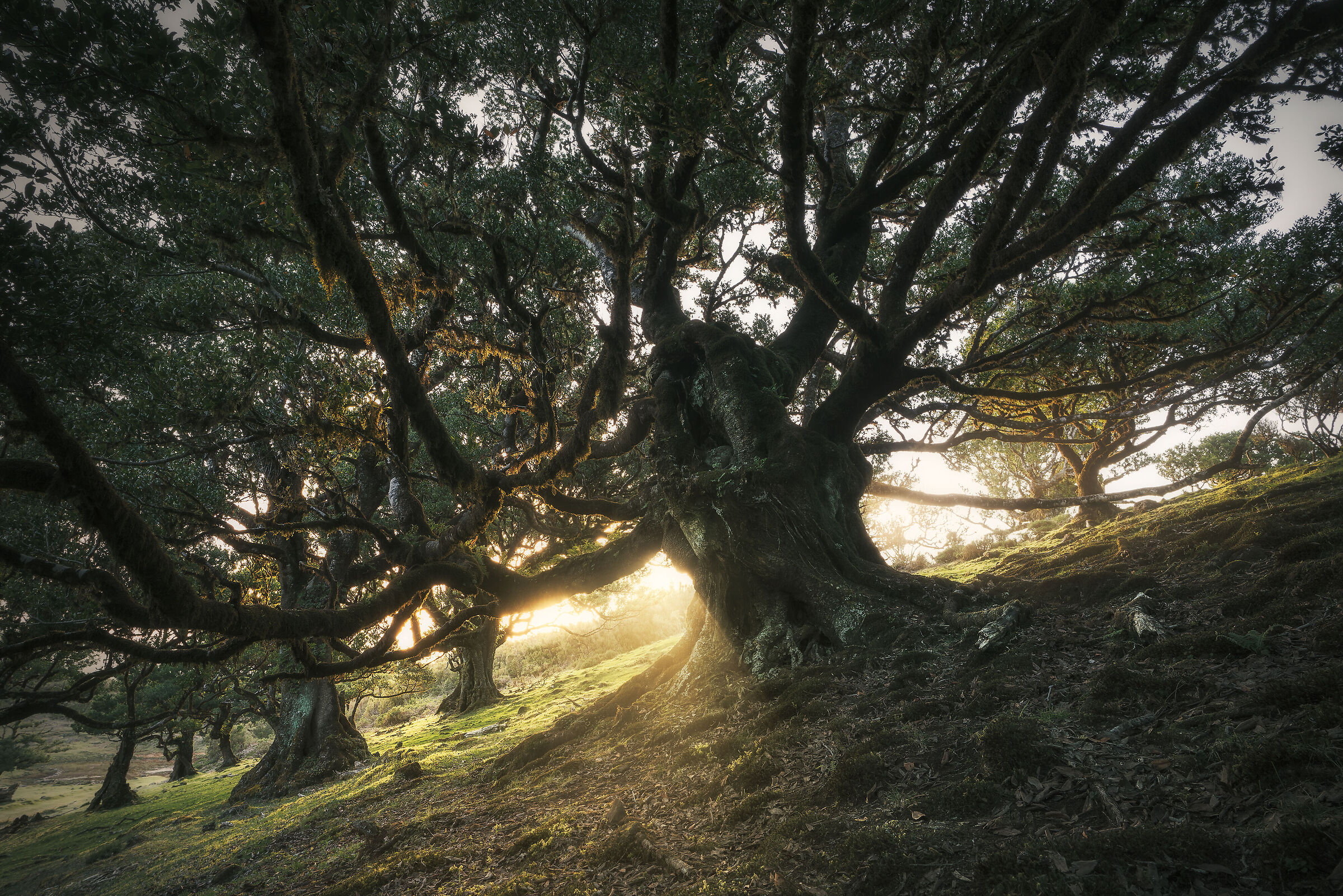 ent's forest