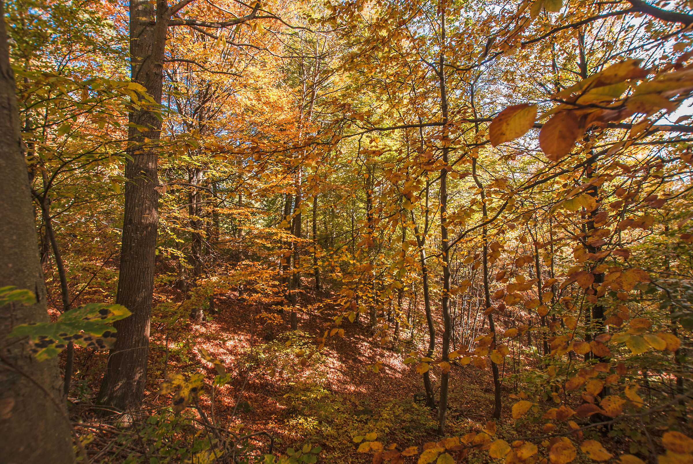 Sassello Prov. of Savona