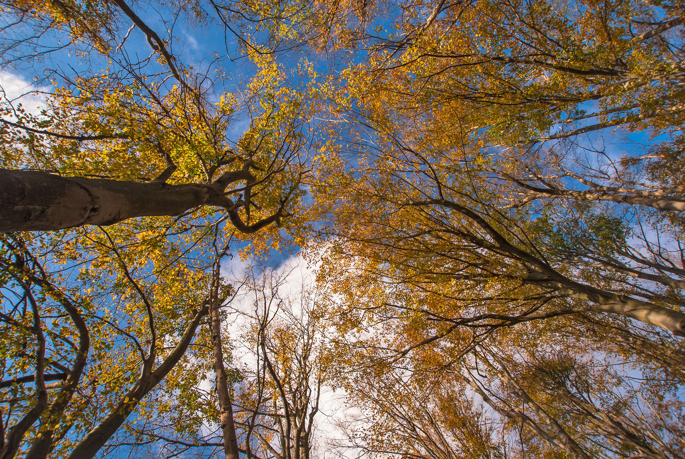 Adelasia Regional Park ( SV )
