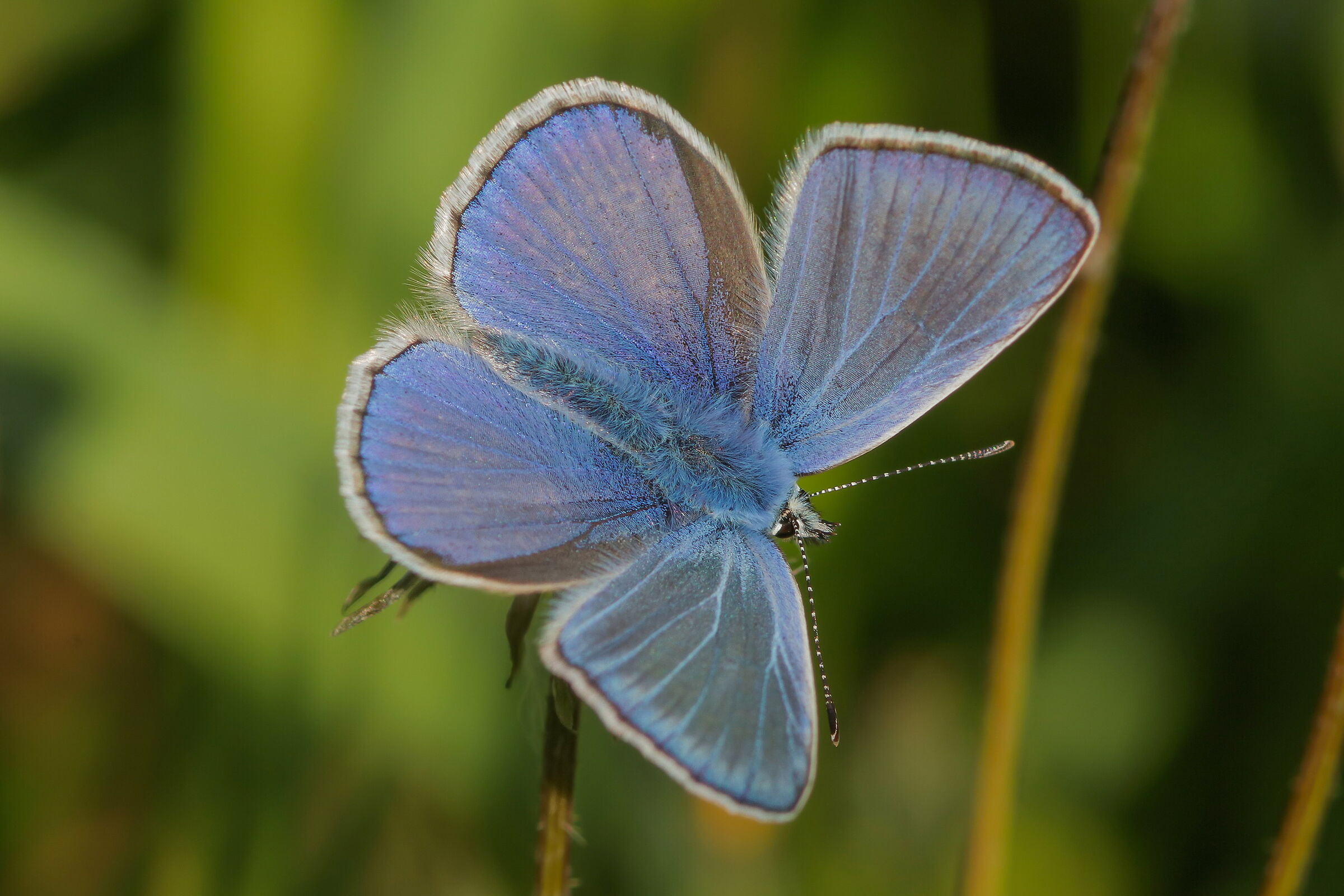 Polyommatus icarus male